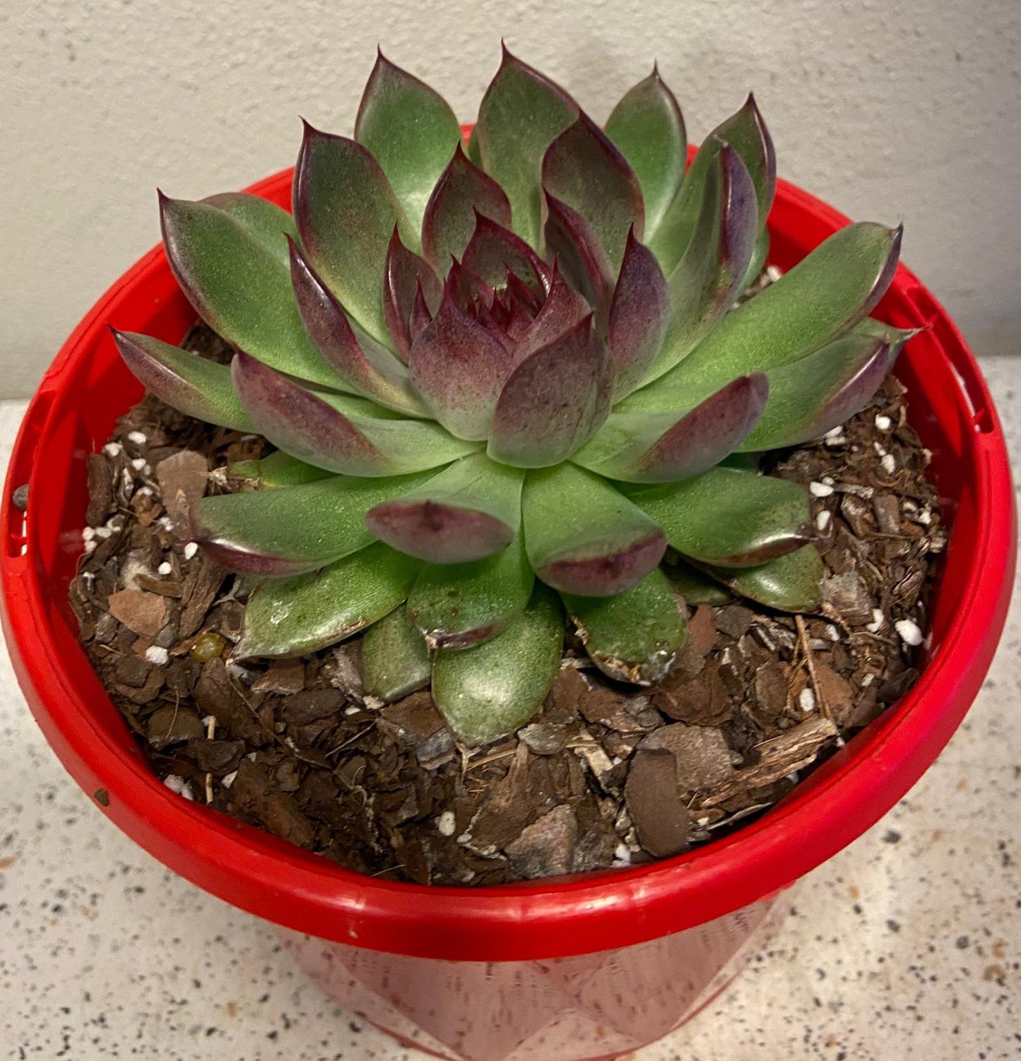 Echeveria Nightfall