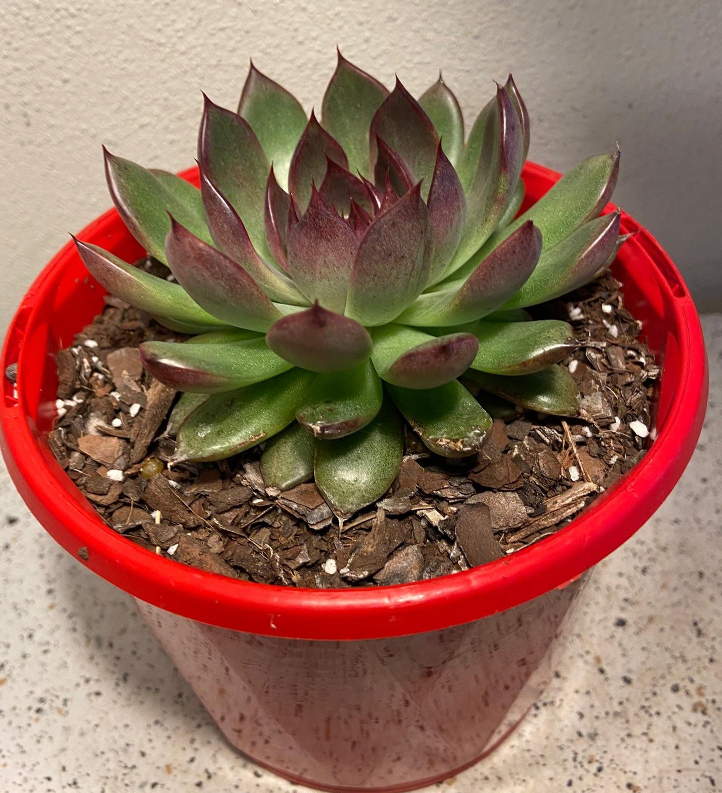 Echeveria Nightfall