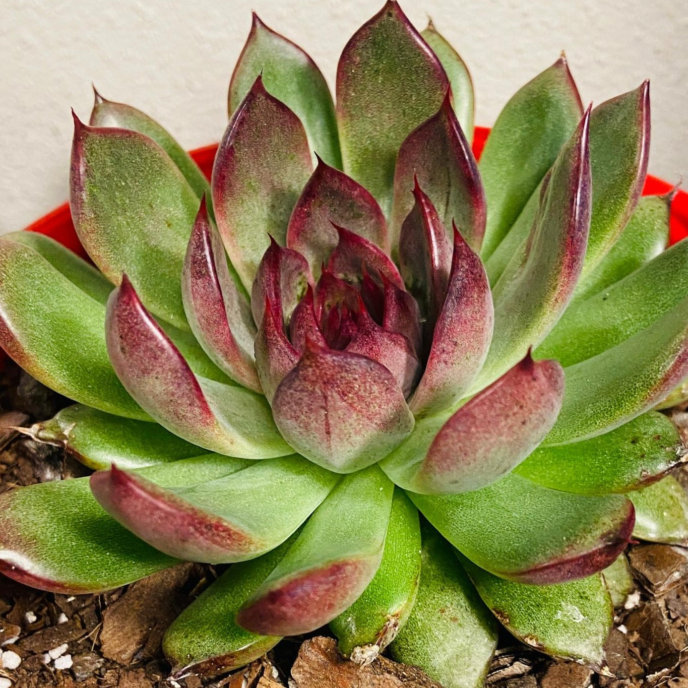 Echeveria Nightfall