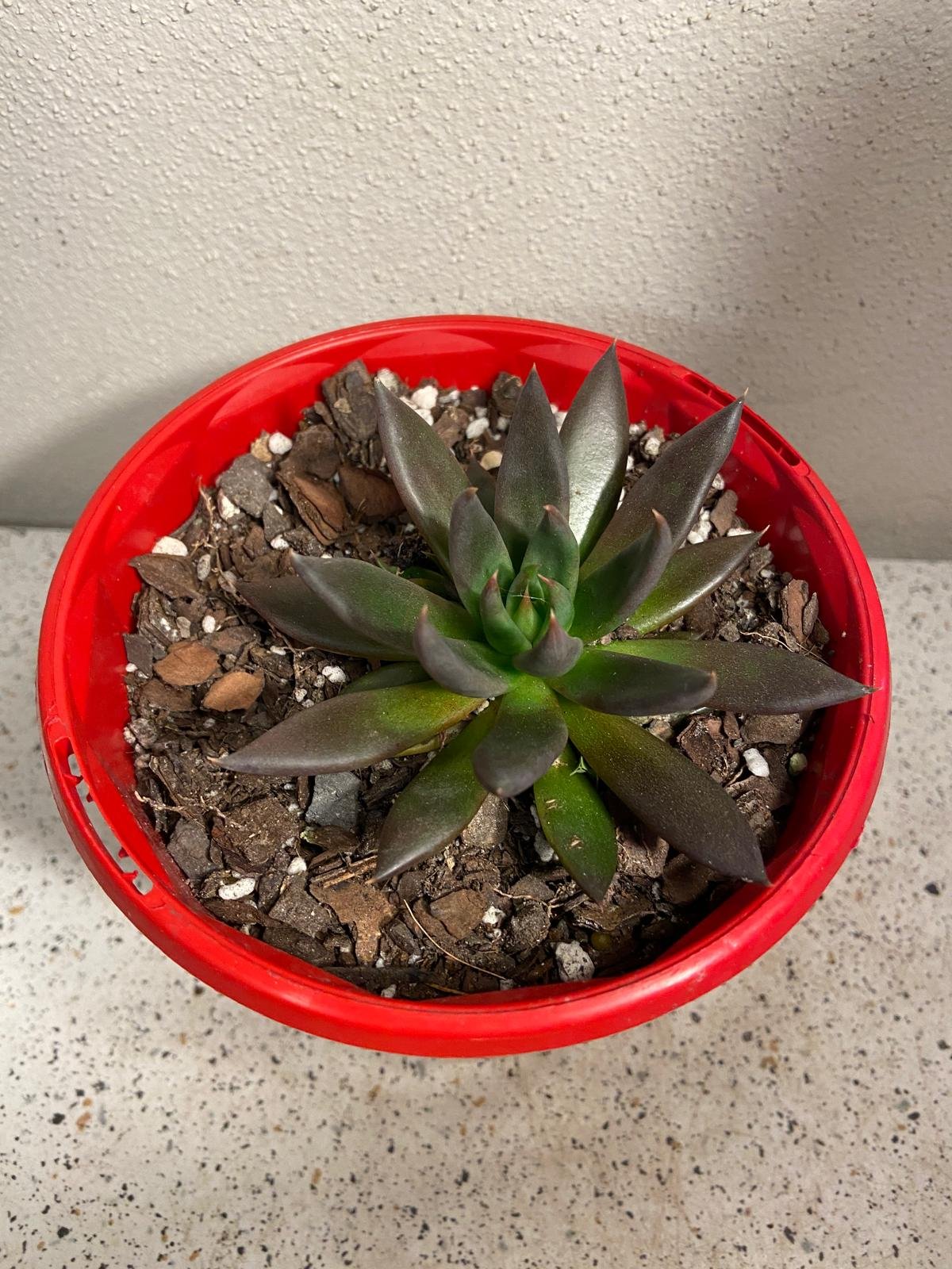 Echeveria Affinis Black Form 130mm