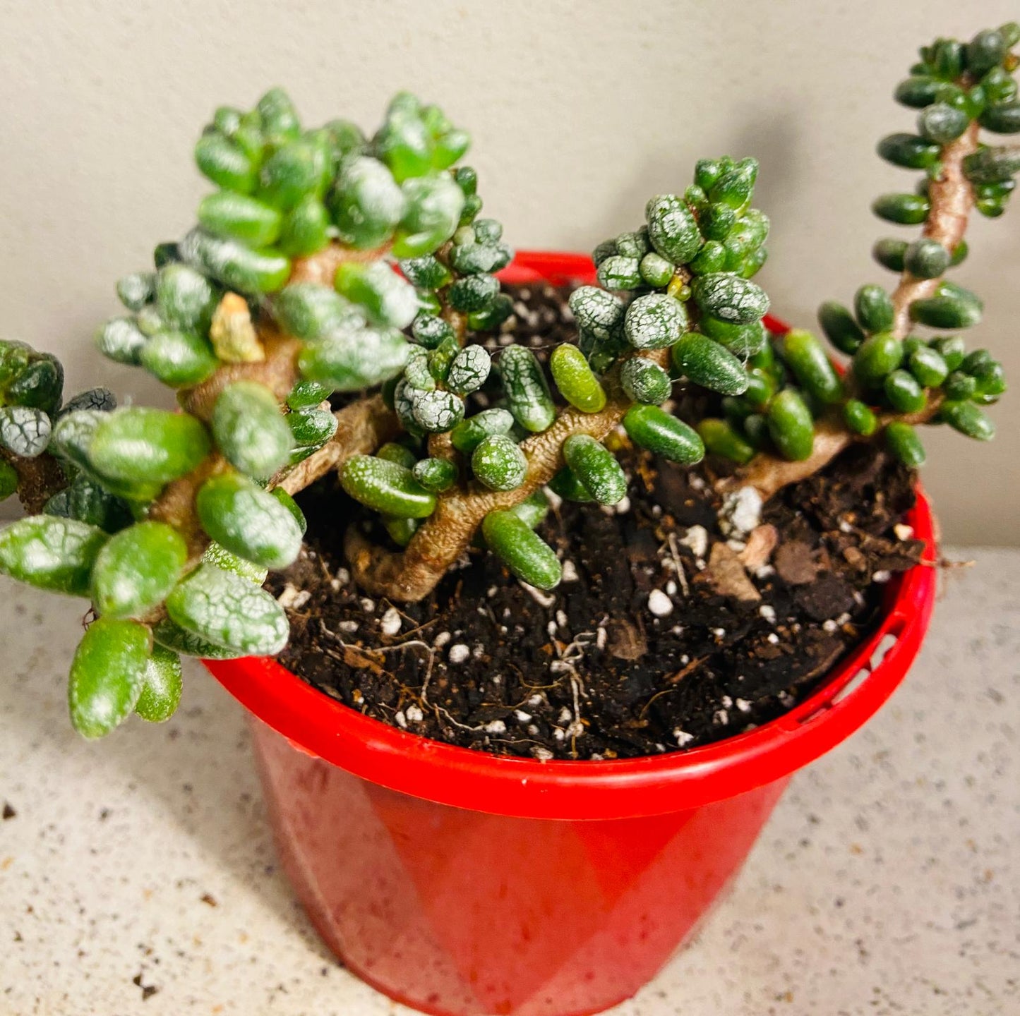 Sedum Furfuraceum - Dusty Stonecrop 80mm