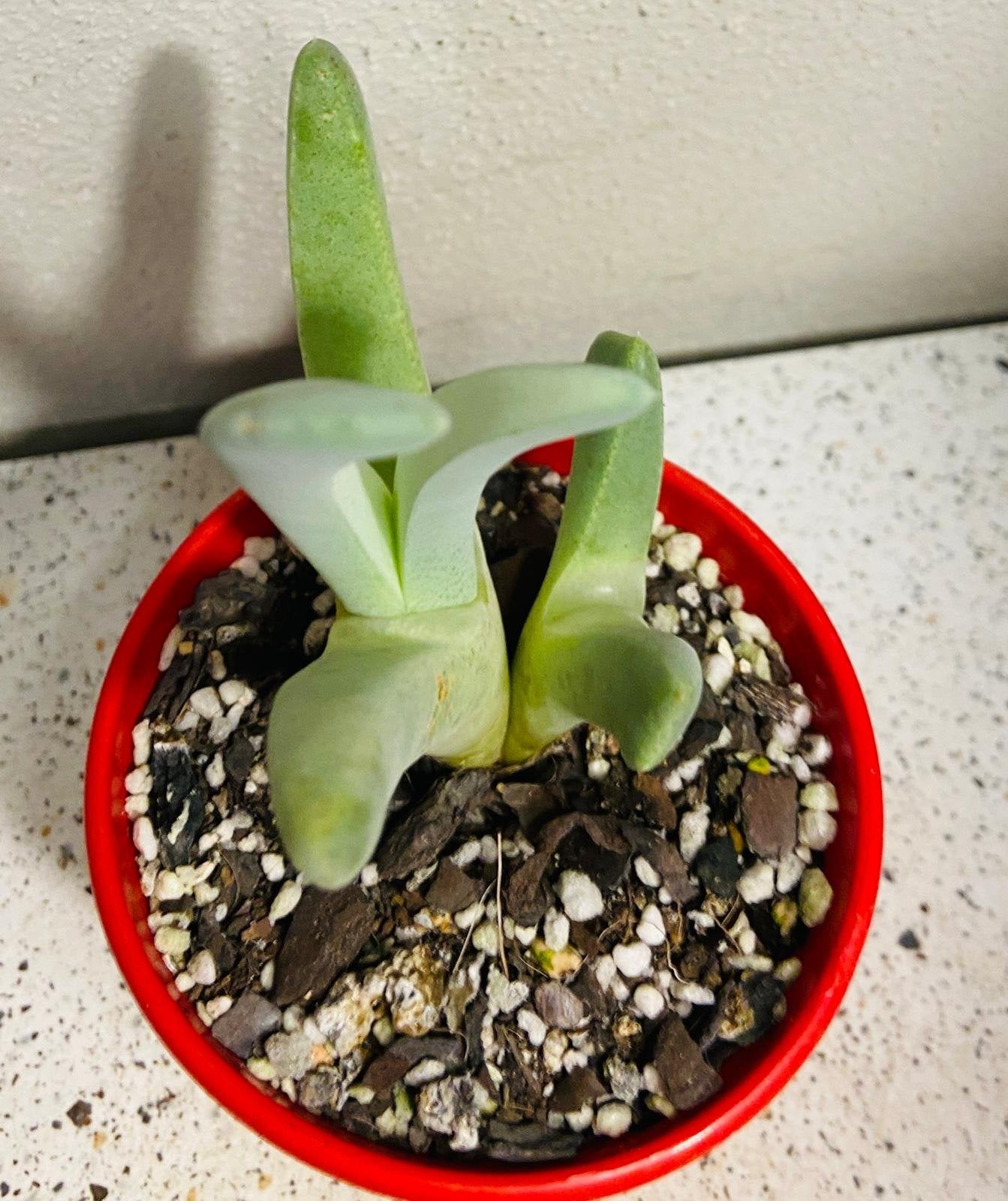 Cheiridopsis Candidissima