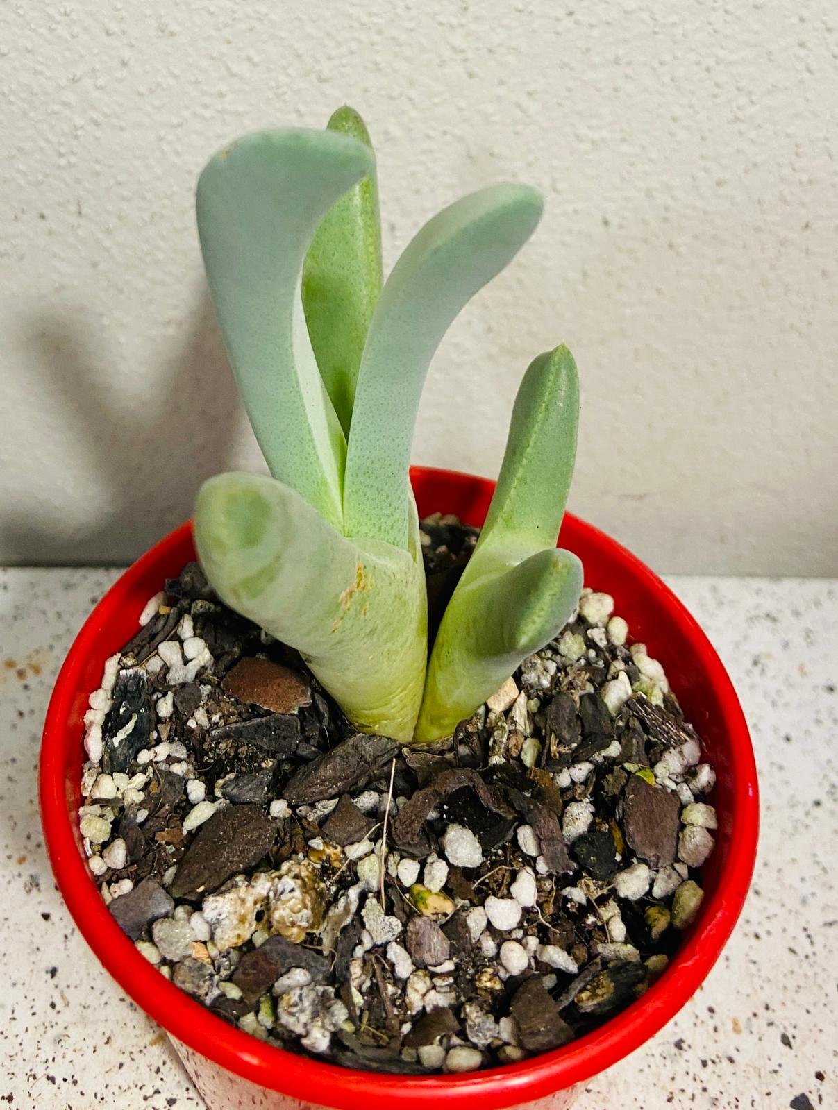 Cheiridopsis Candidissima