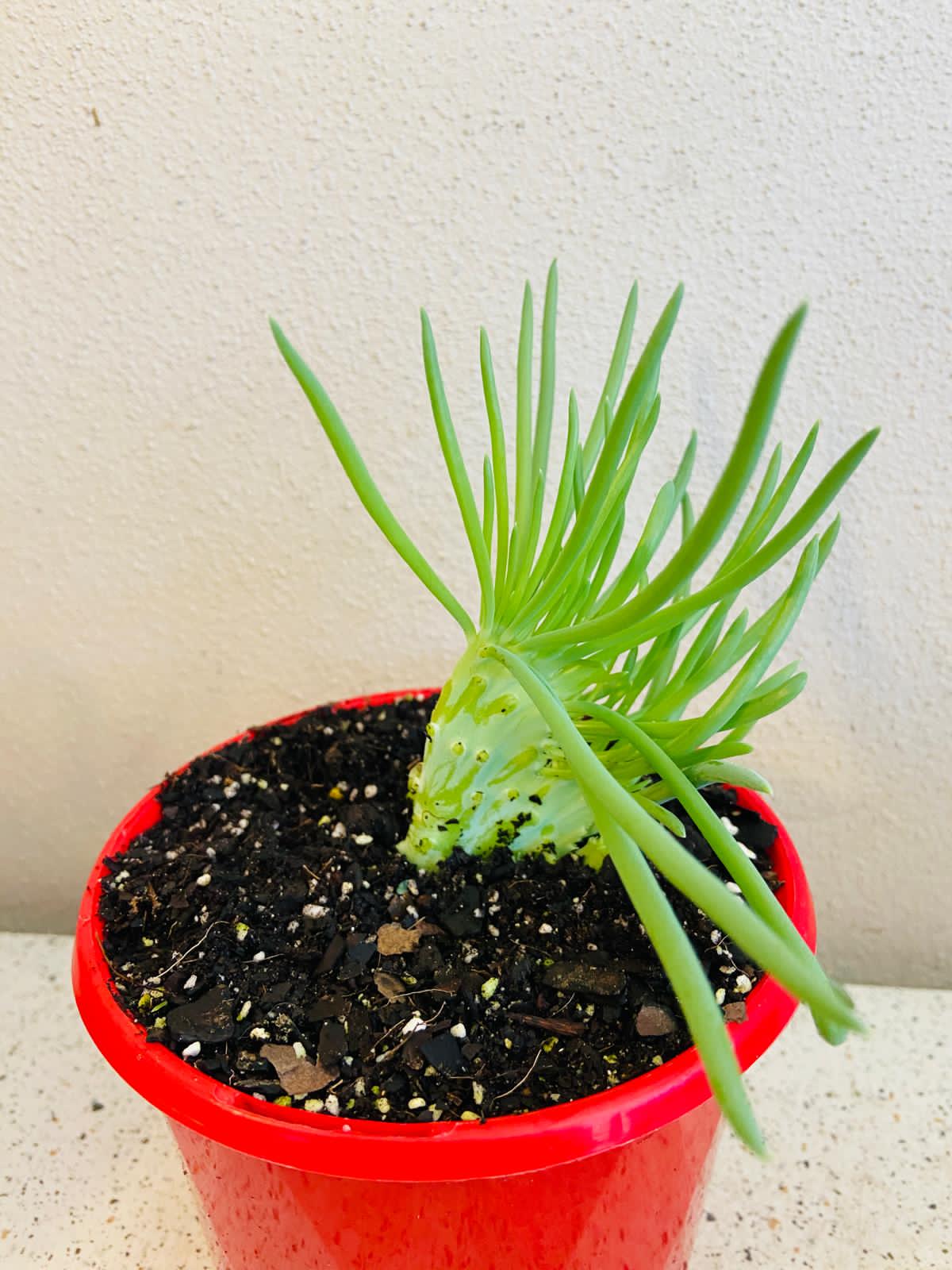 Senecio Talinoides Mermaids Tail