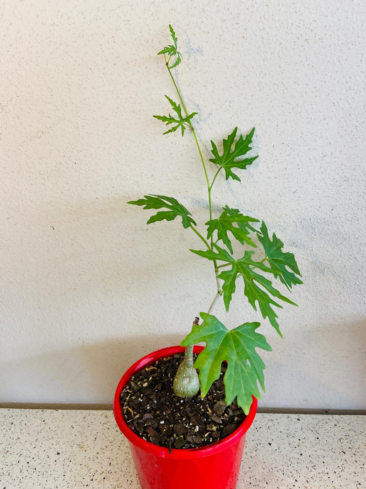 Cissus Tuberosa