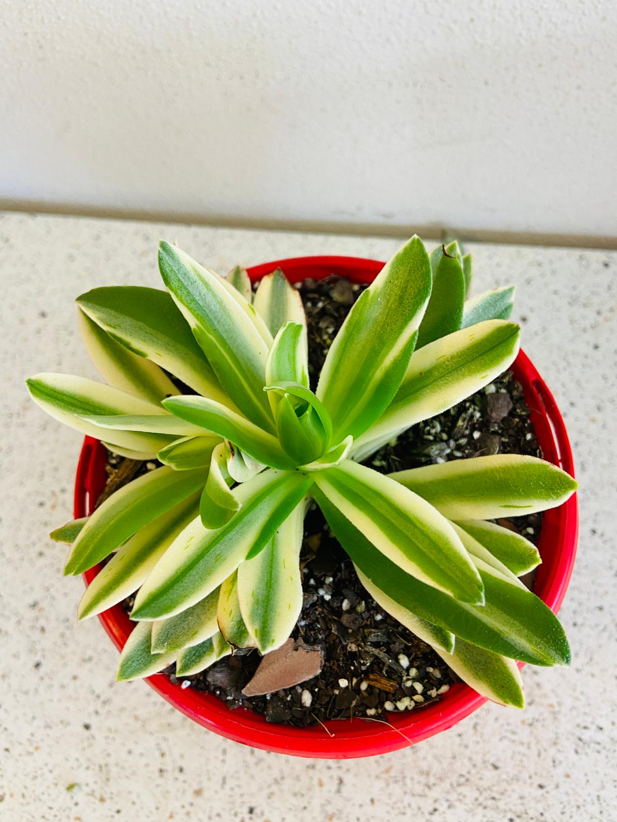 Crassula Capitella Compfire Variegated