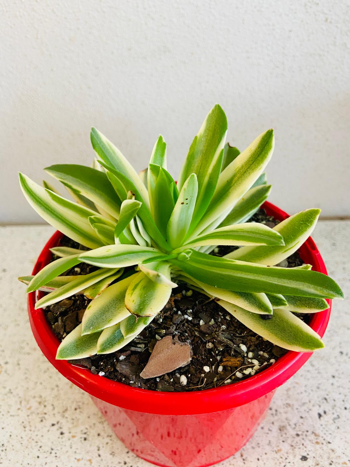 Crassula Capitella Compfire Variegated