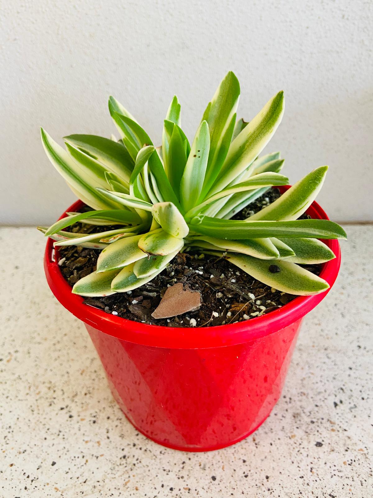 Crassula Capitella Compfire Variegated