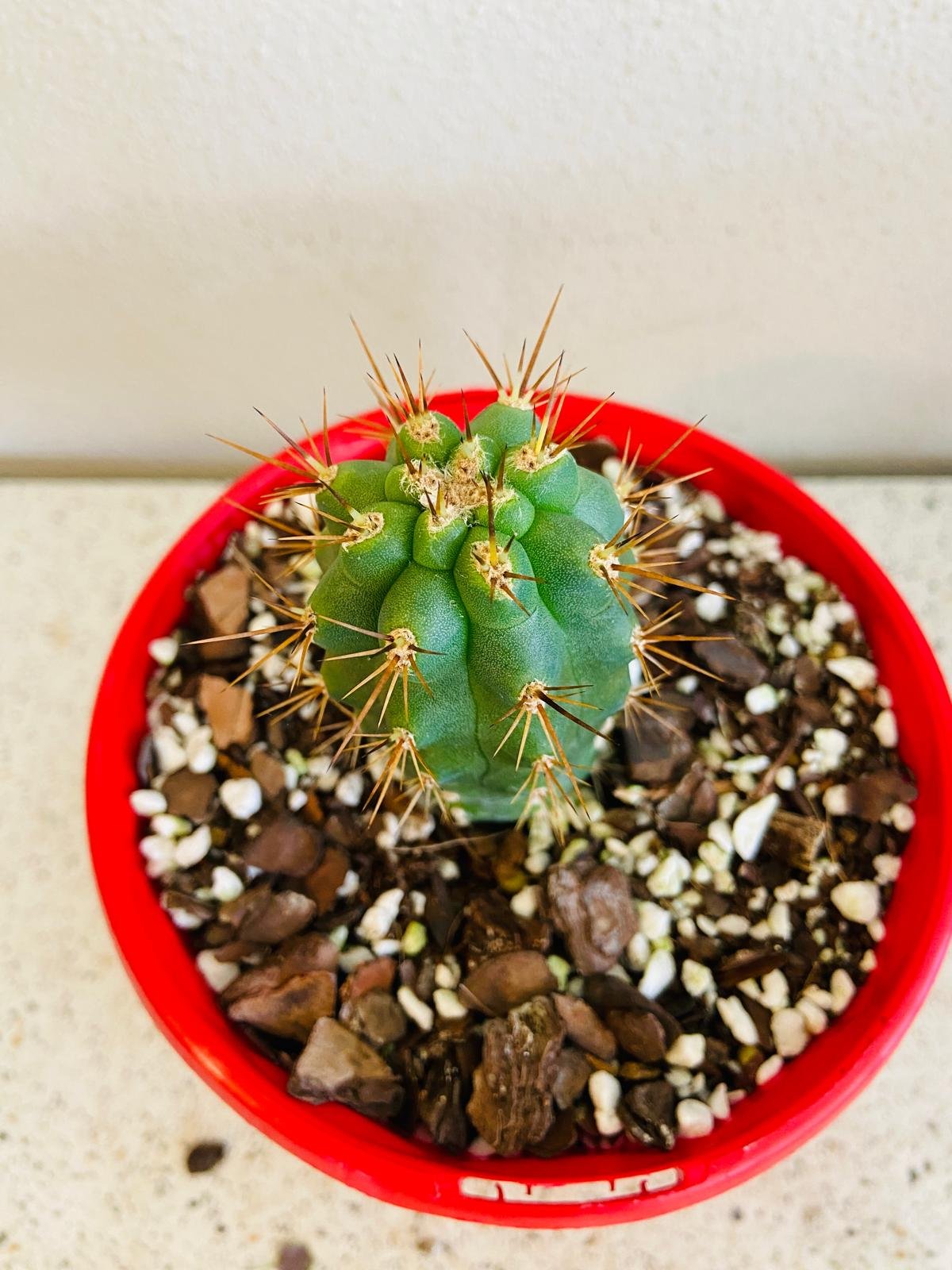 Cacti - Azurocereus Hertinglianus