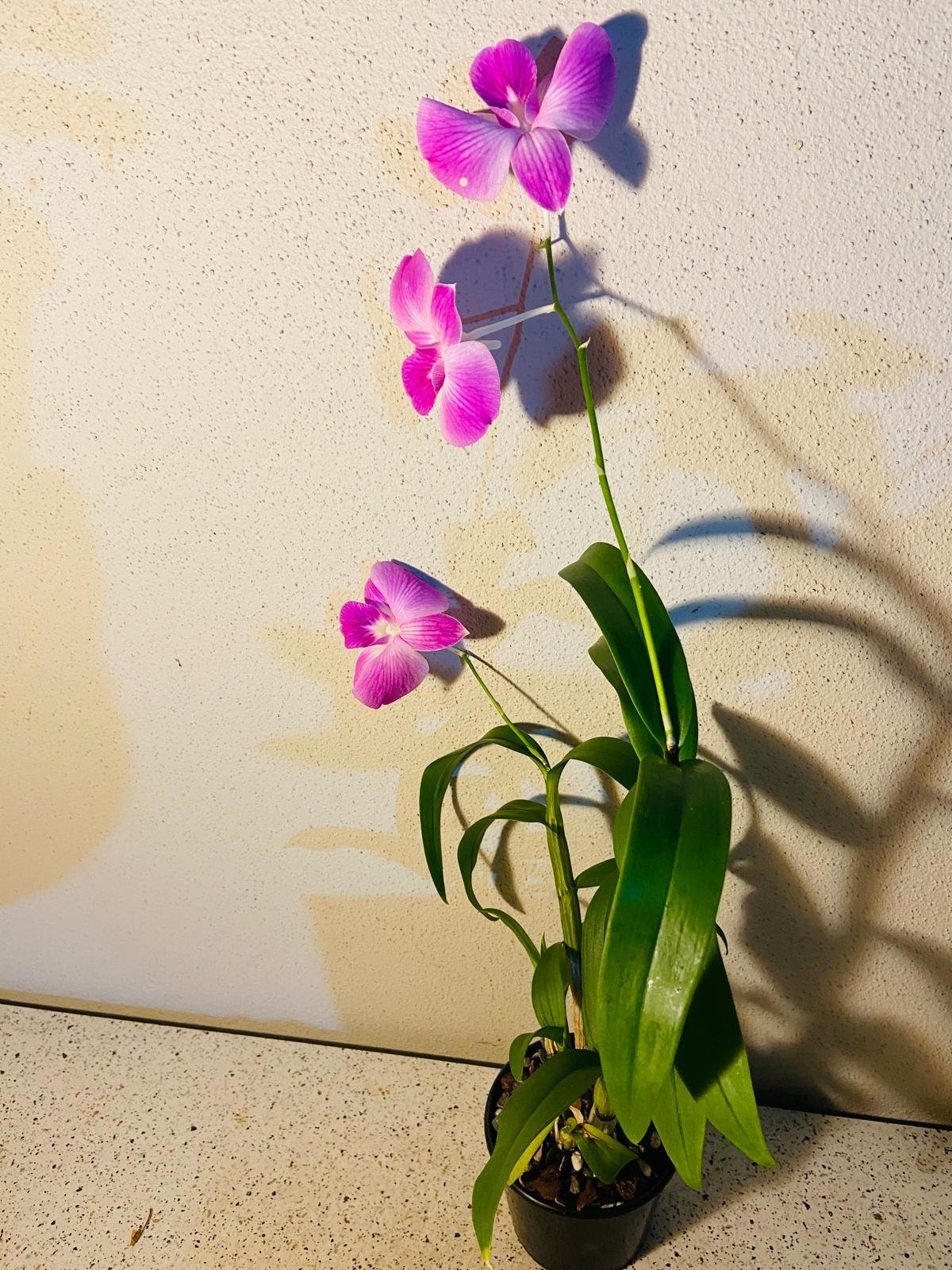 Dendrobium Burana Stripe 100mm