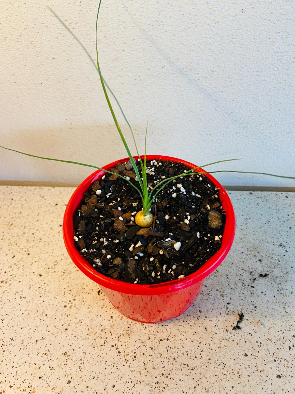 Beaucarnea Stricta