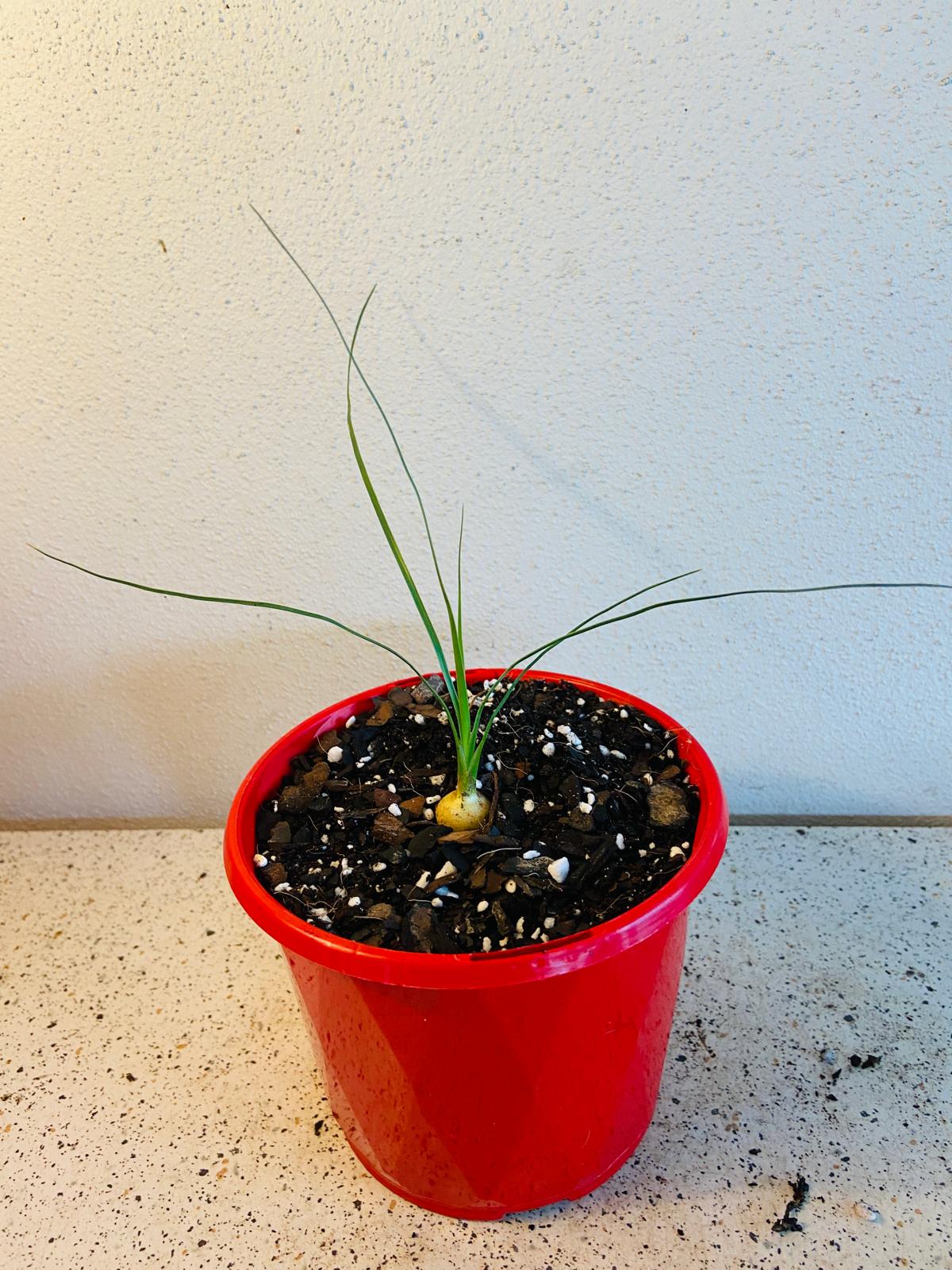 Beaucarnea Stricta