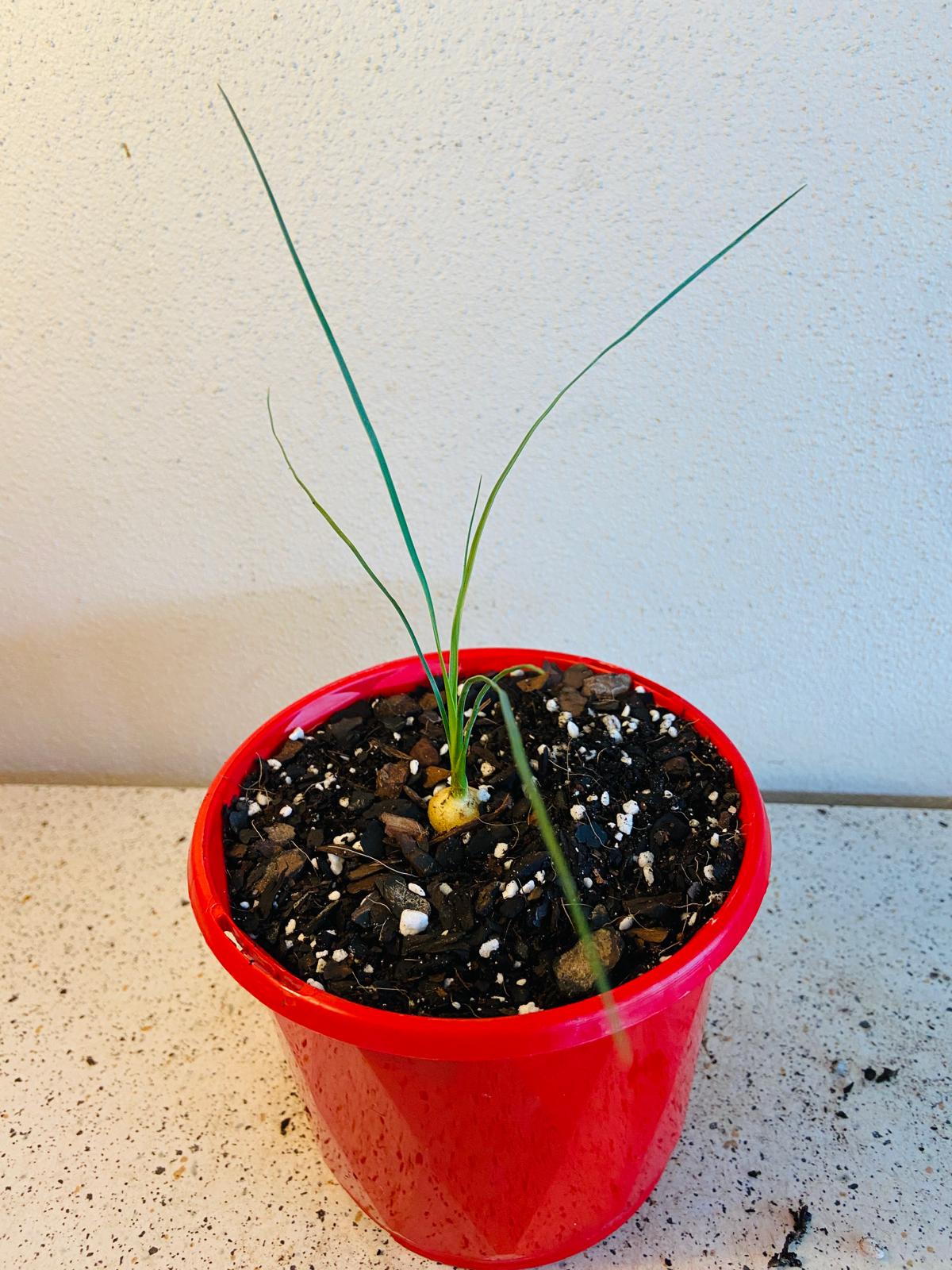 Beaucarnea Stricta
