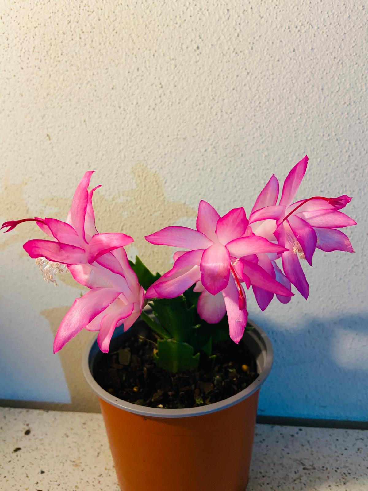 Cacti Zygocactus Caroline