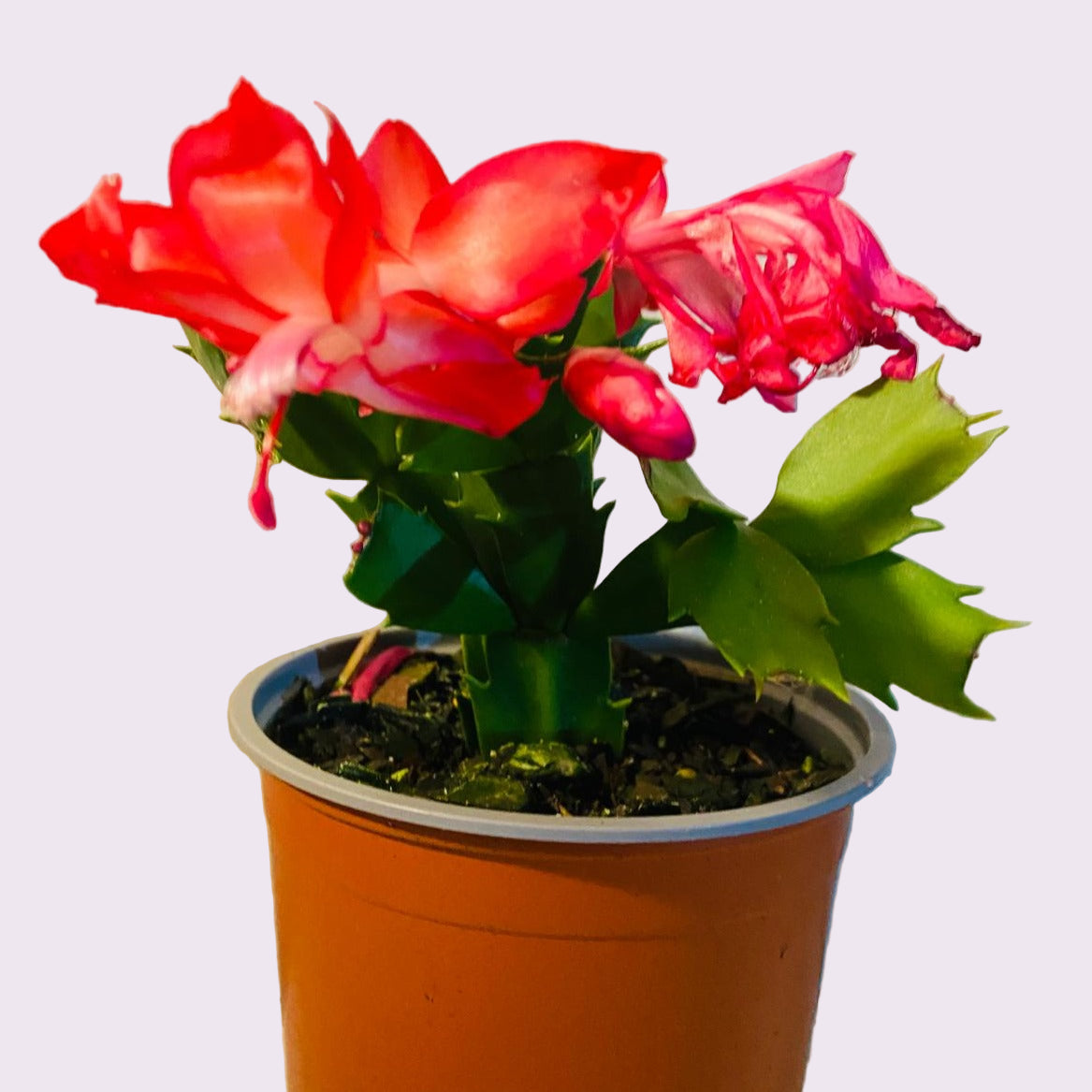 Cacti Zygocactus Schlumbergera 'Olga'