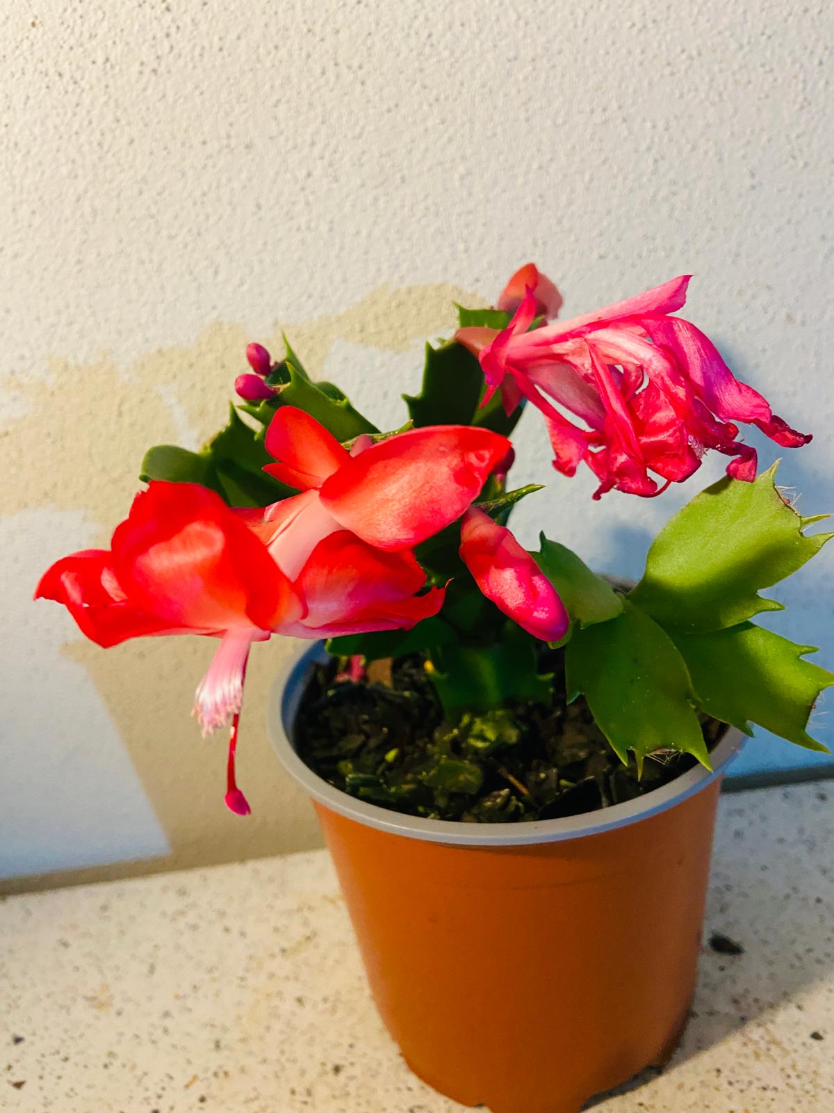 Cacti Zygocactus Schlumbergera 'Olga'