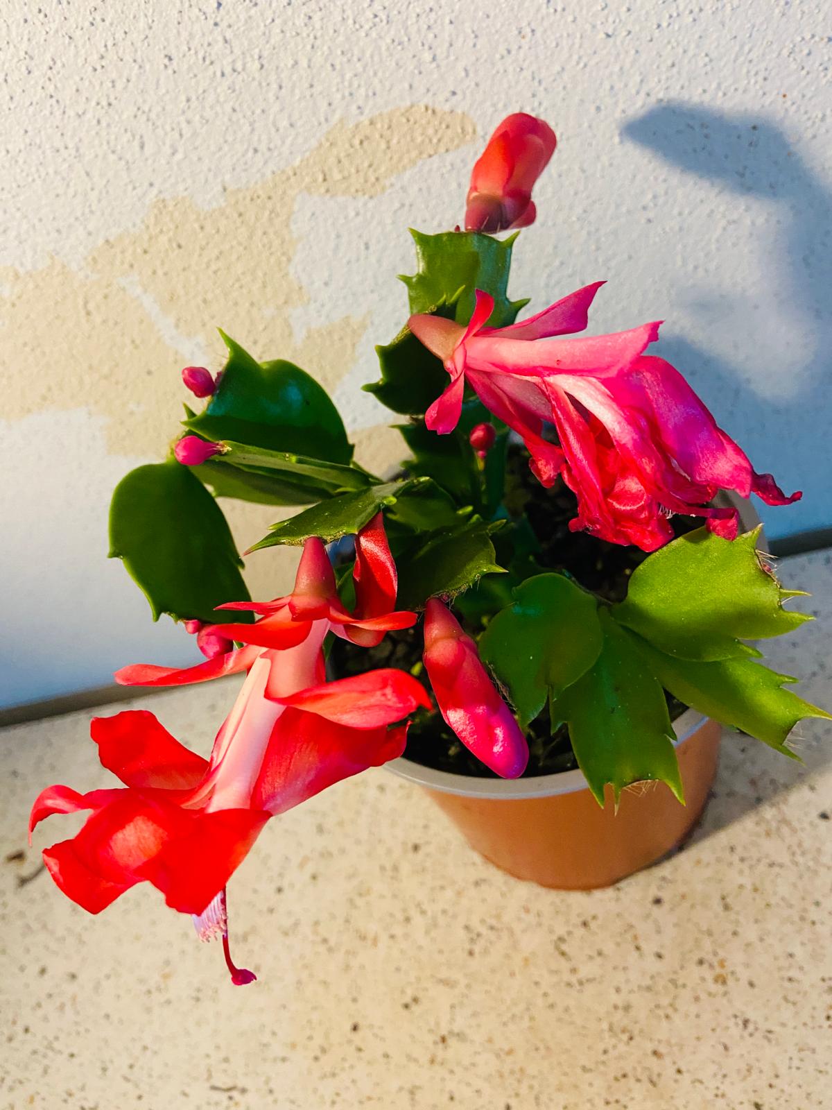 Cacti Zygocactus Schlumbergera 'Olga'