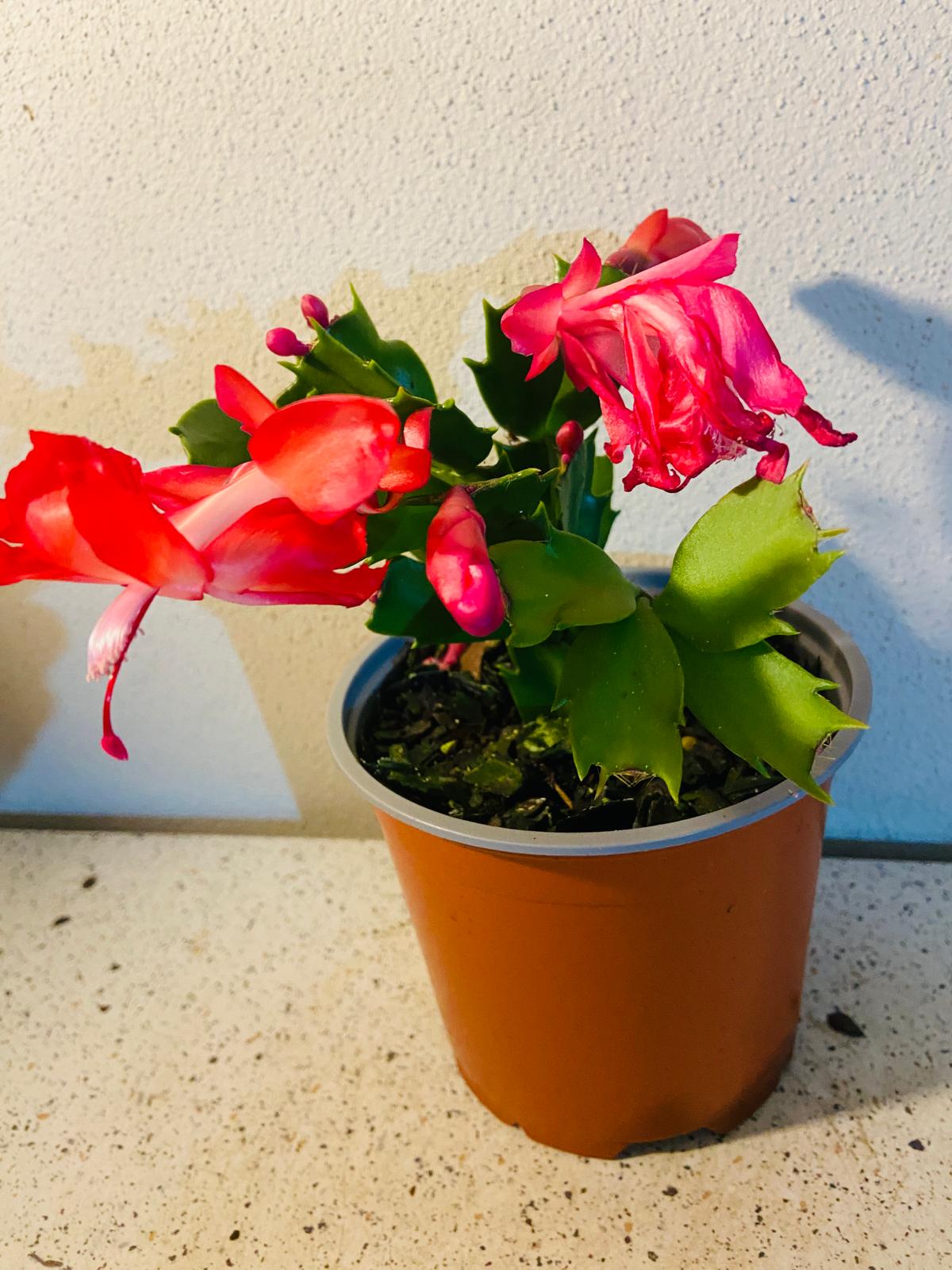 Cacti Zygocactus Schlumbergera 'Olga'