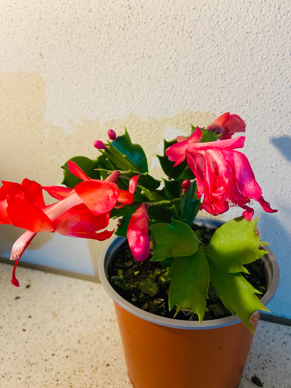 Cacti Zygocactus Schlumbergera 'Olga'