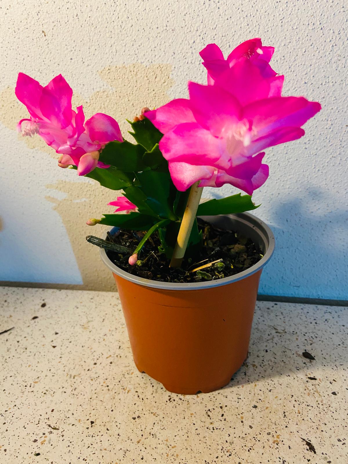 Cacti Zygocactus Ritt