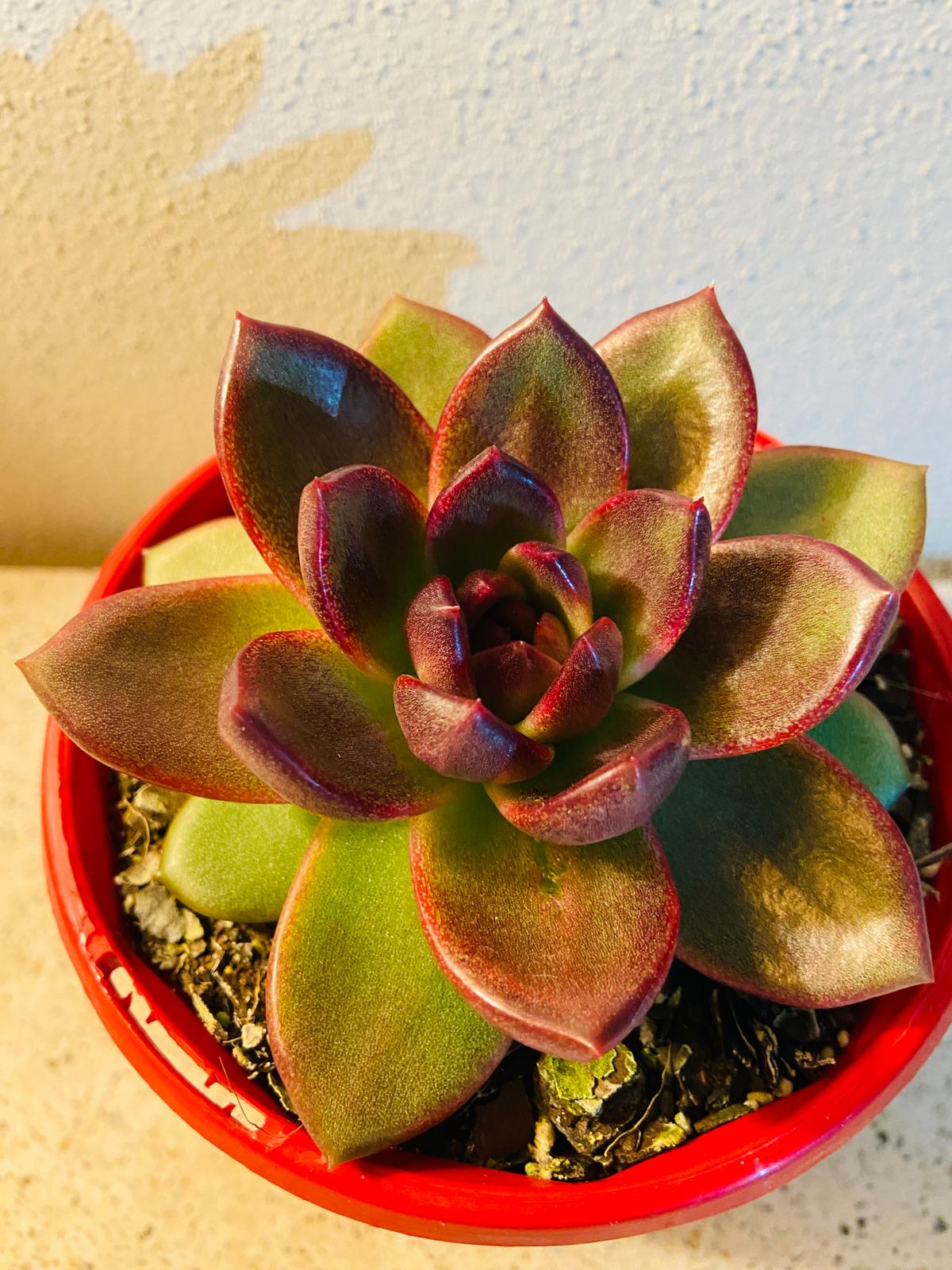 Echeveria Blood Maria- 130mm A Rosette That Burns with Color