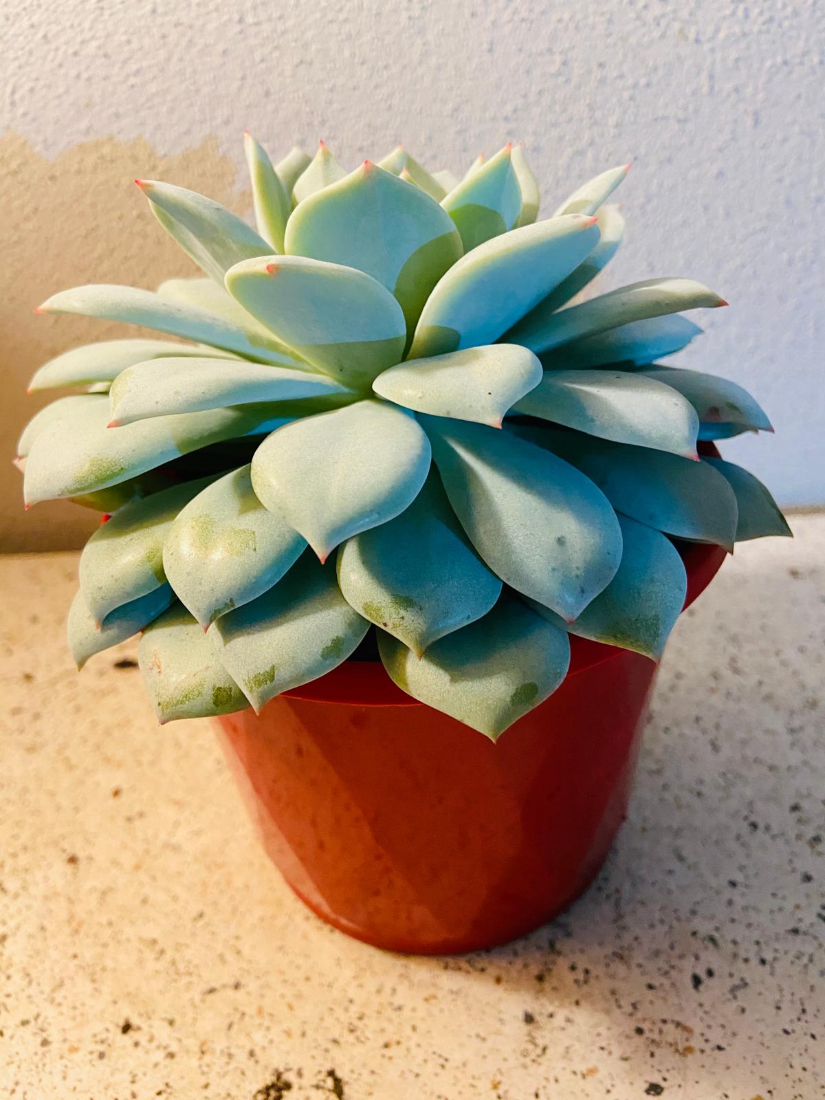 Echeveria Larissa 130mm