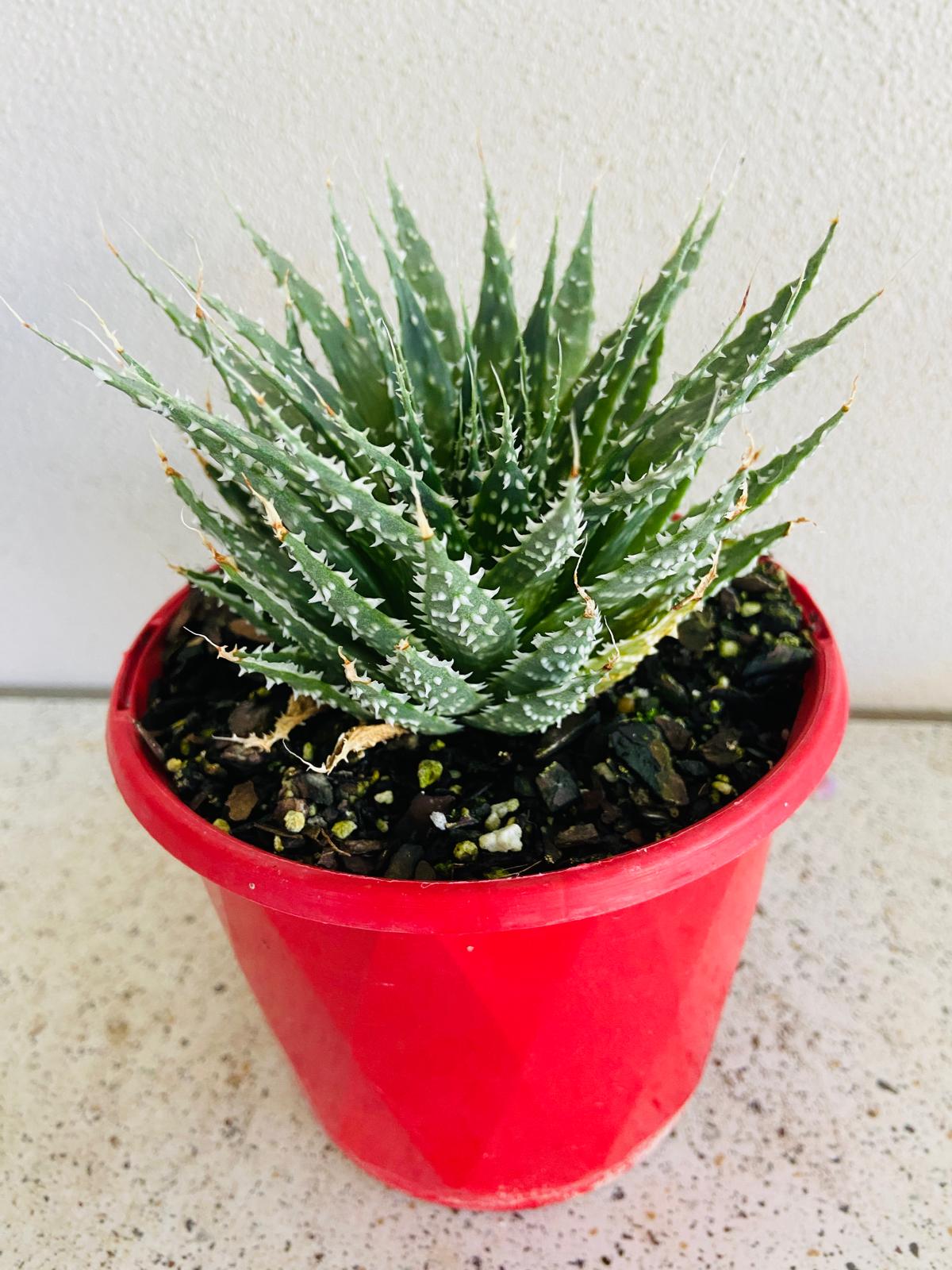 Aloe Hybrid Tielbergs Triumph 130mm