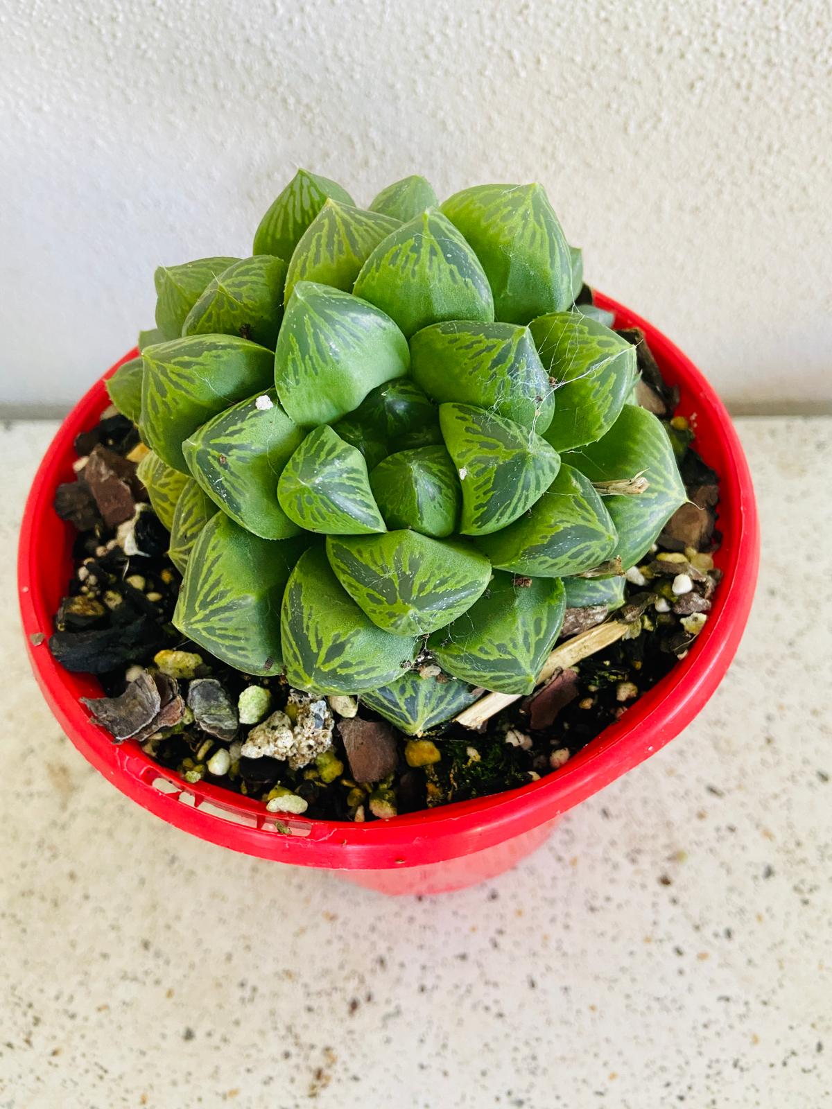 Haworthia #53