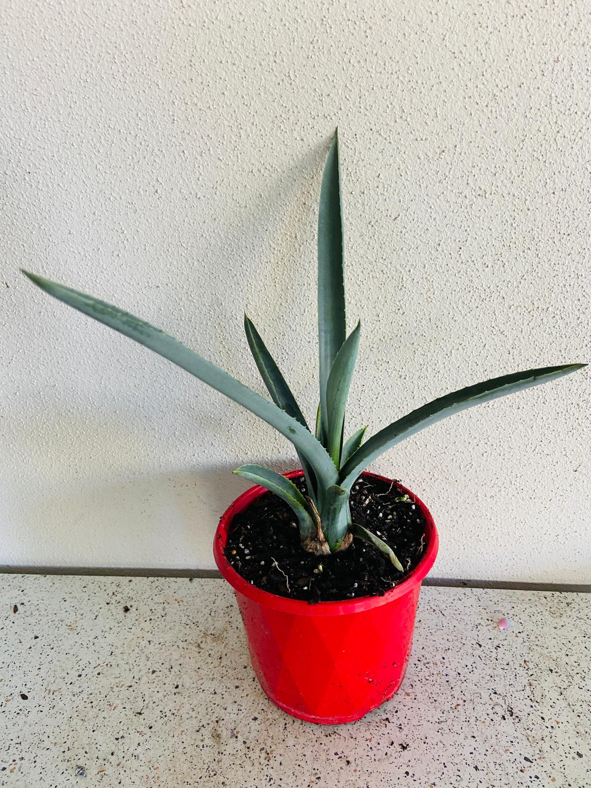 Agave Tequllana
