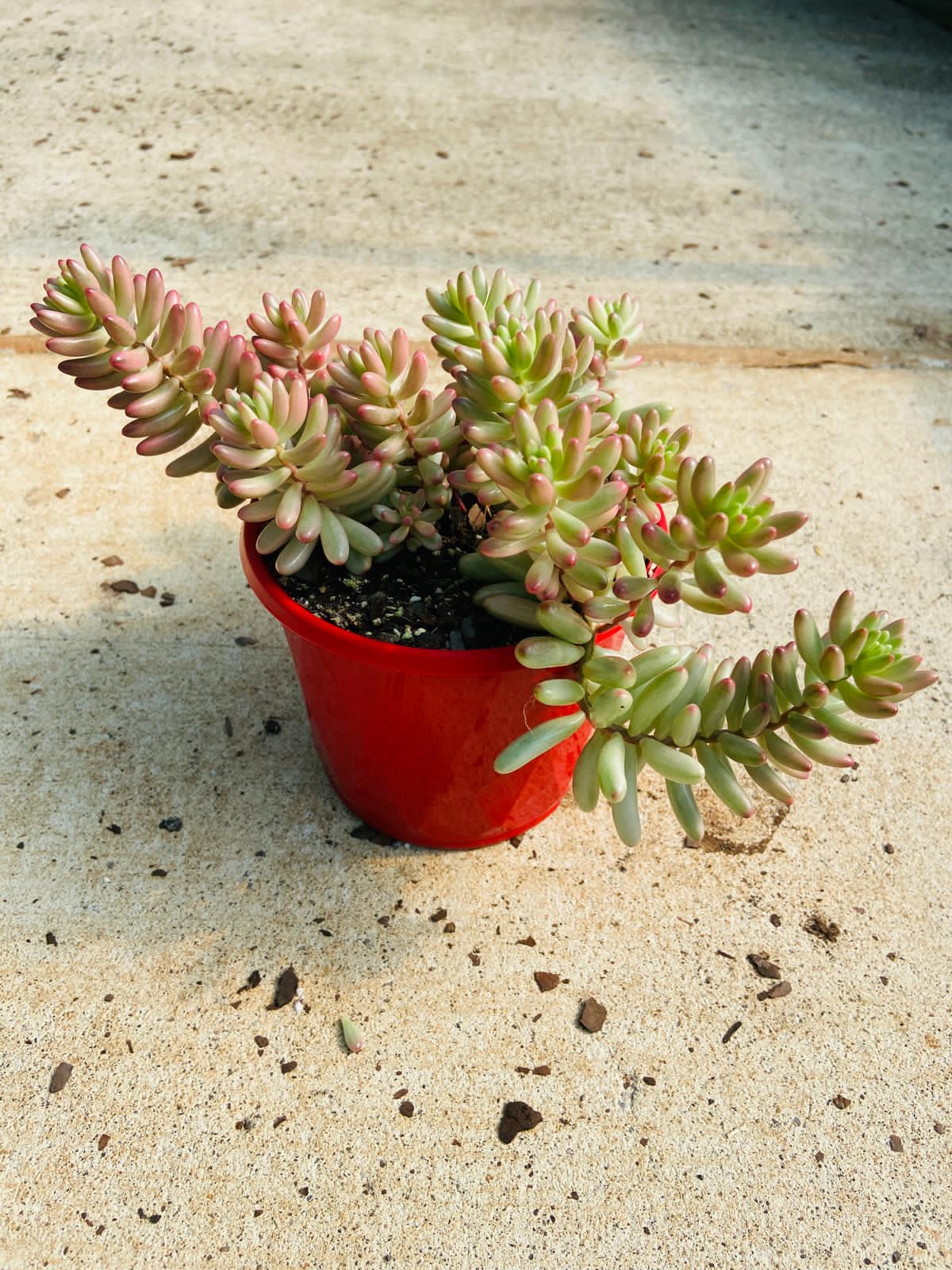 Sedum Pink Jelly Beans in a rock garden, demonstrating use as ground cover in xeriscape landscaping.
