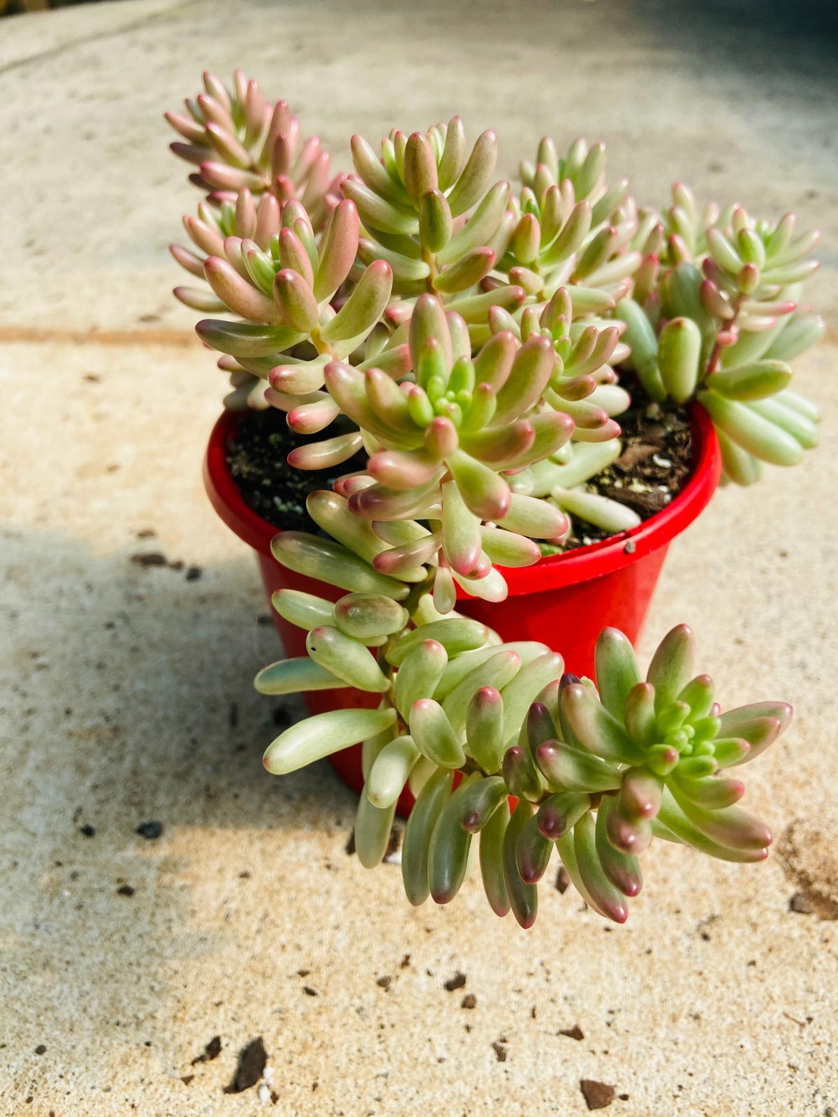 Young Sedum Pink Jelly Beans plant thriving in a terracotta pot, perfect for patio and balcony decor.