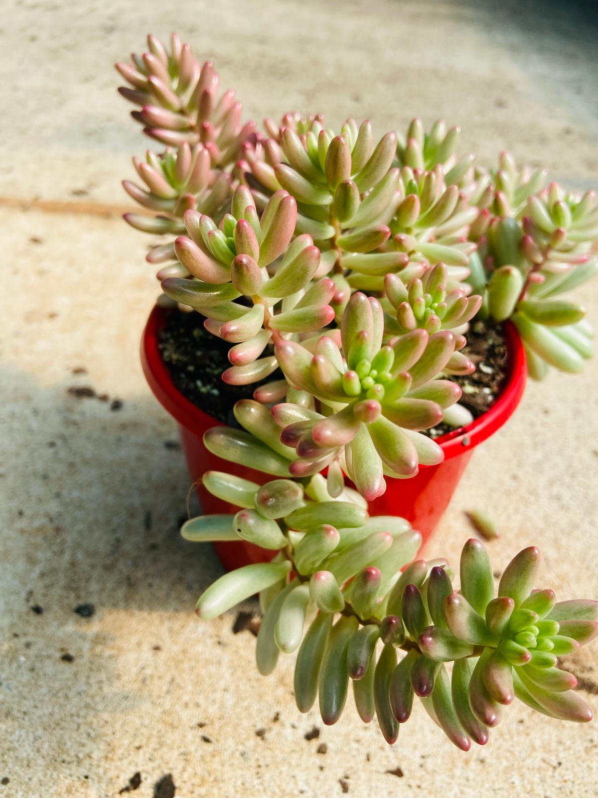 Propagated leaves of Sedum Pink Jelly Beans taking root, illustrating easy propagation techniques.