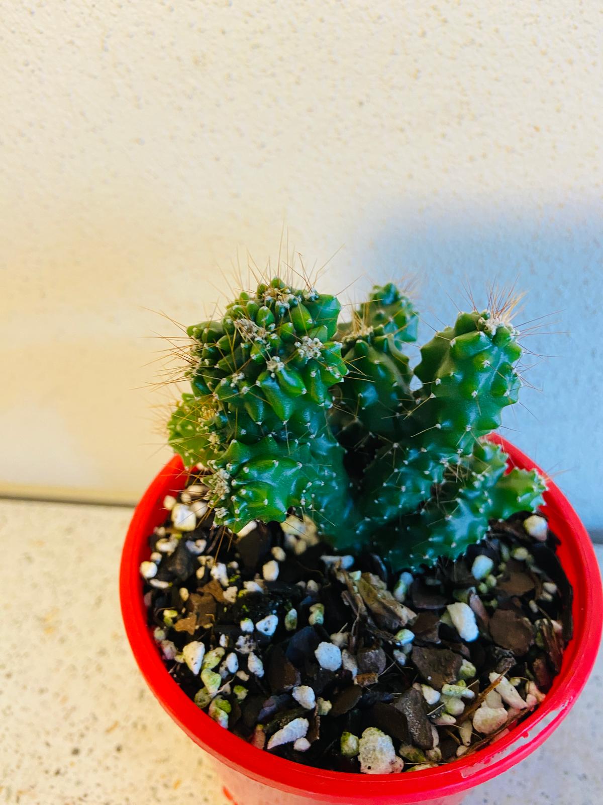 Cereus Monstrose