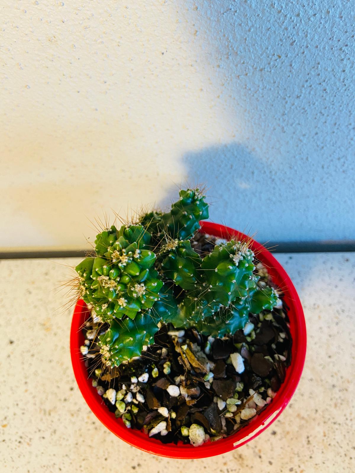 Cereus Monstrose