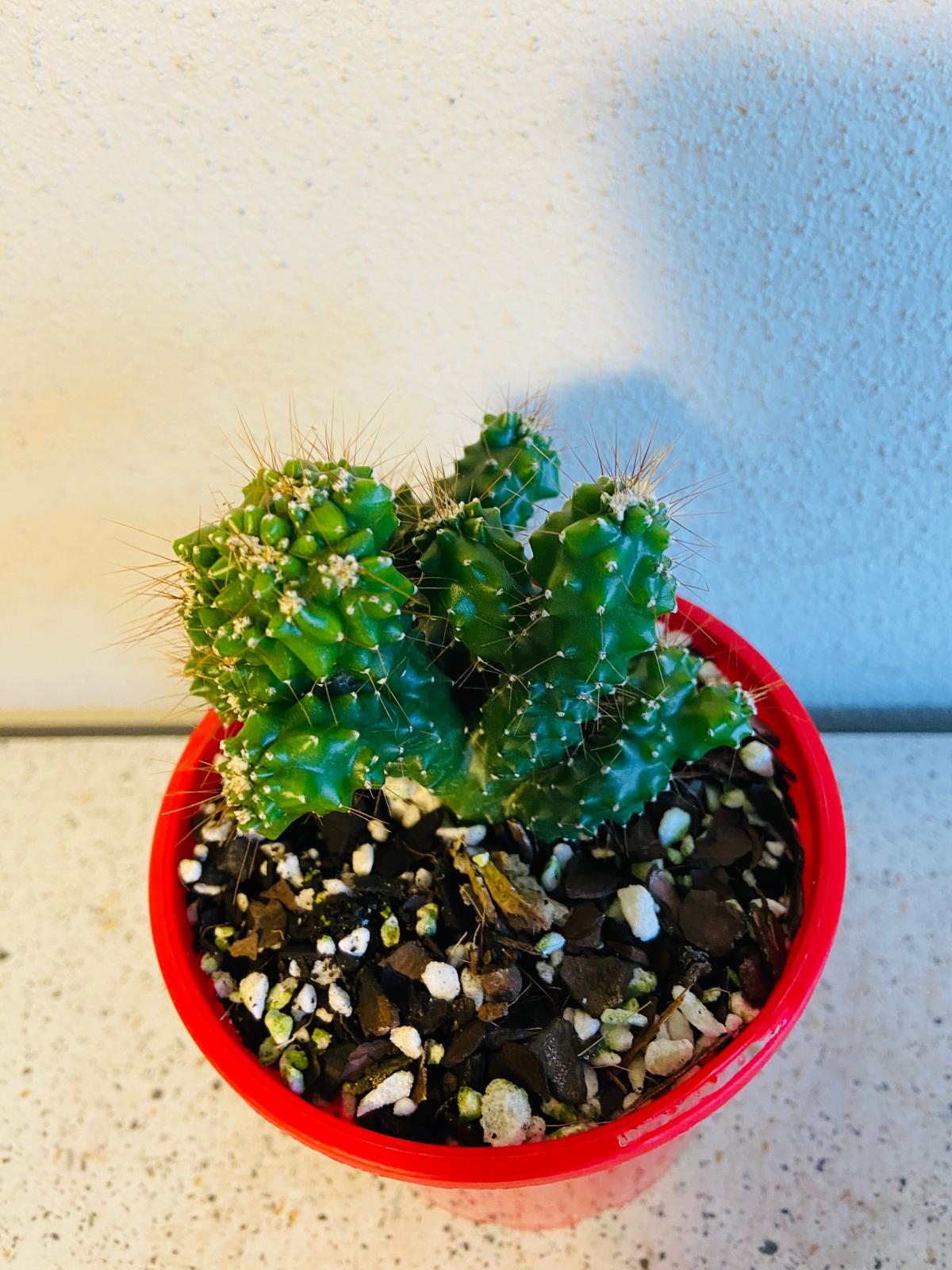Cereus Monstrose