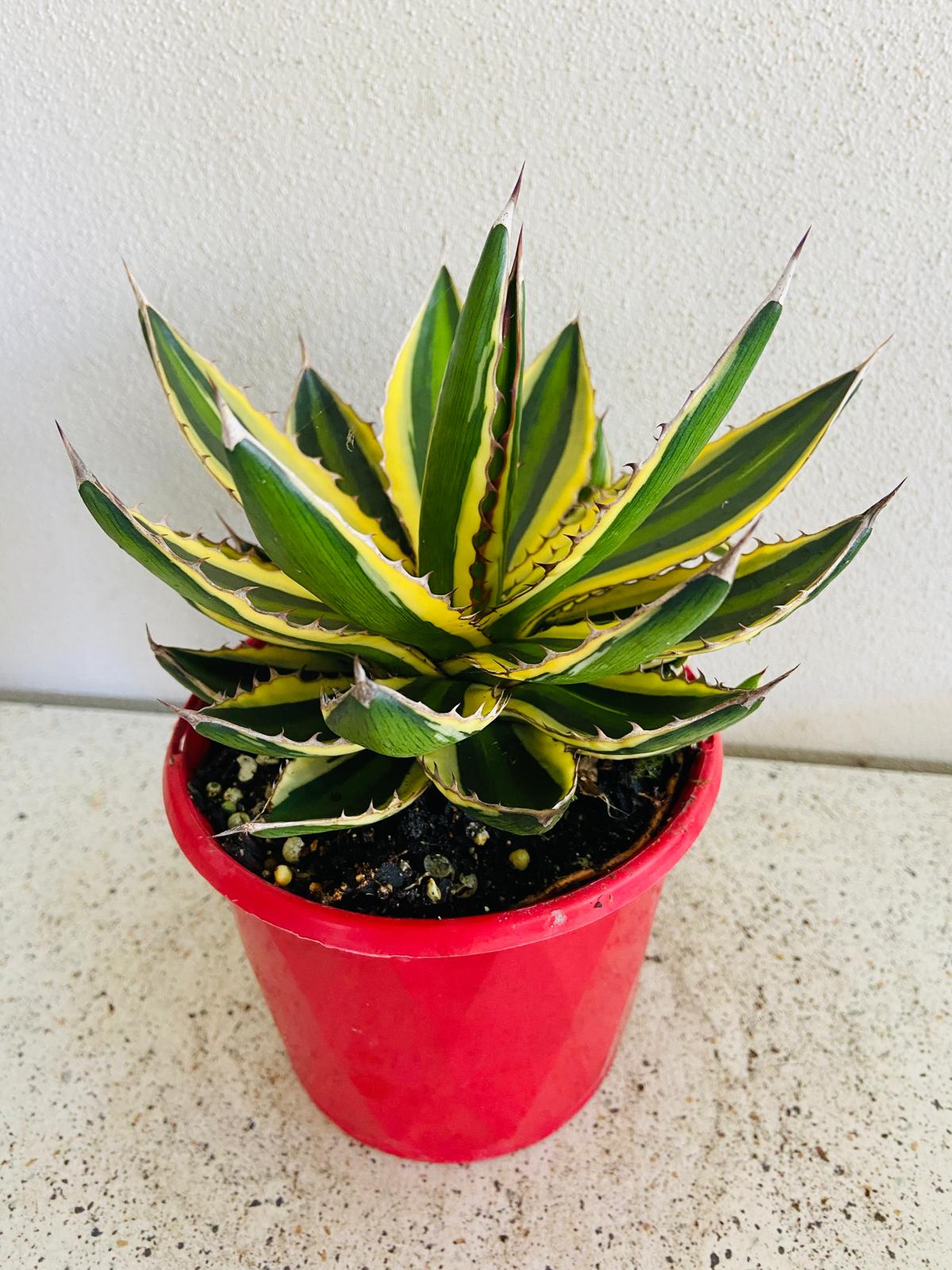 Agave Quadricolour My Store