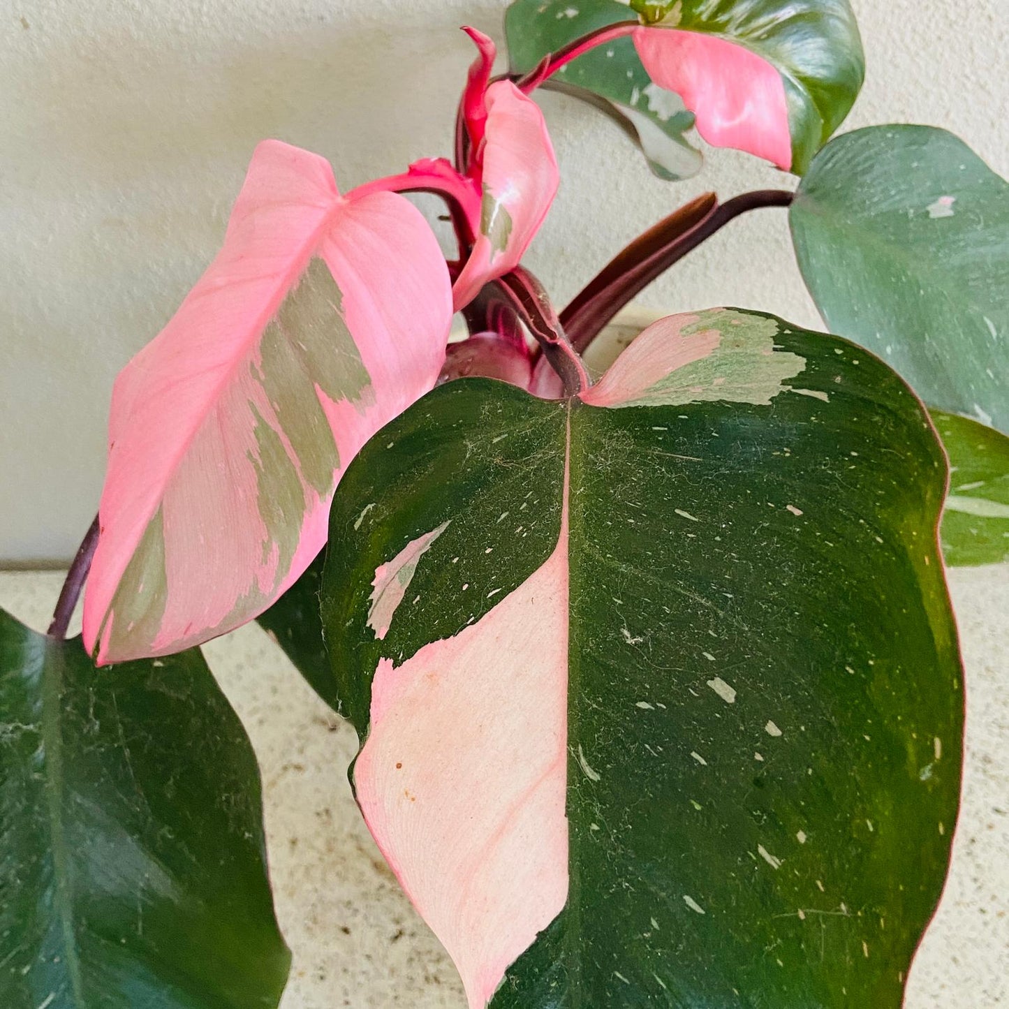 Philodendron Pink Princess
