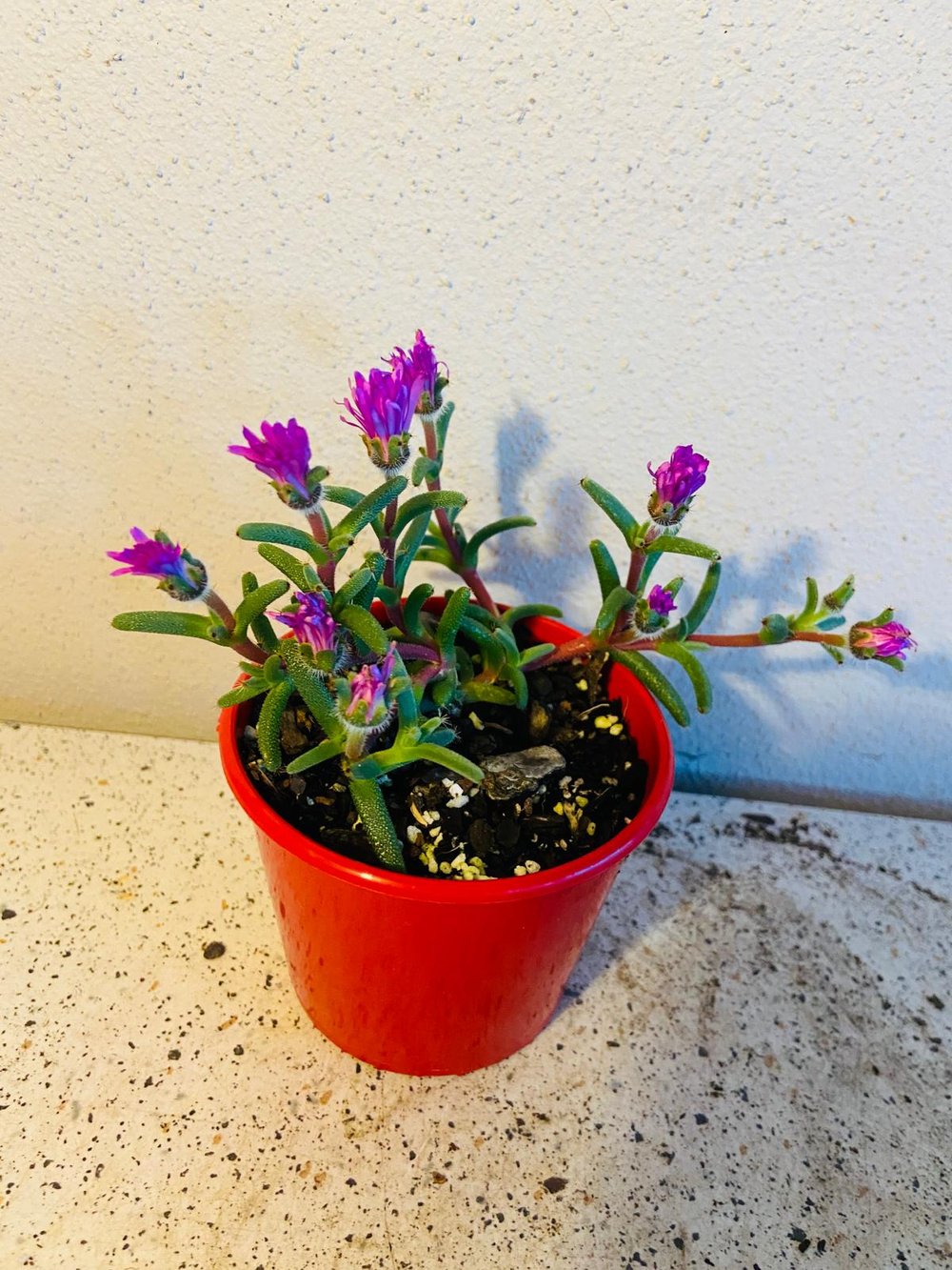 Tricodiadema Barbatum 80mm