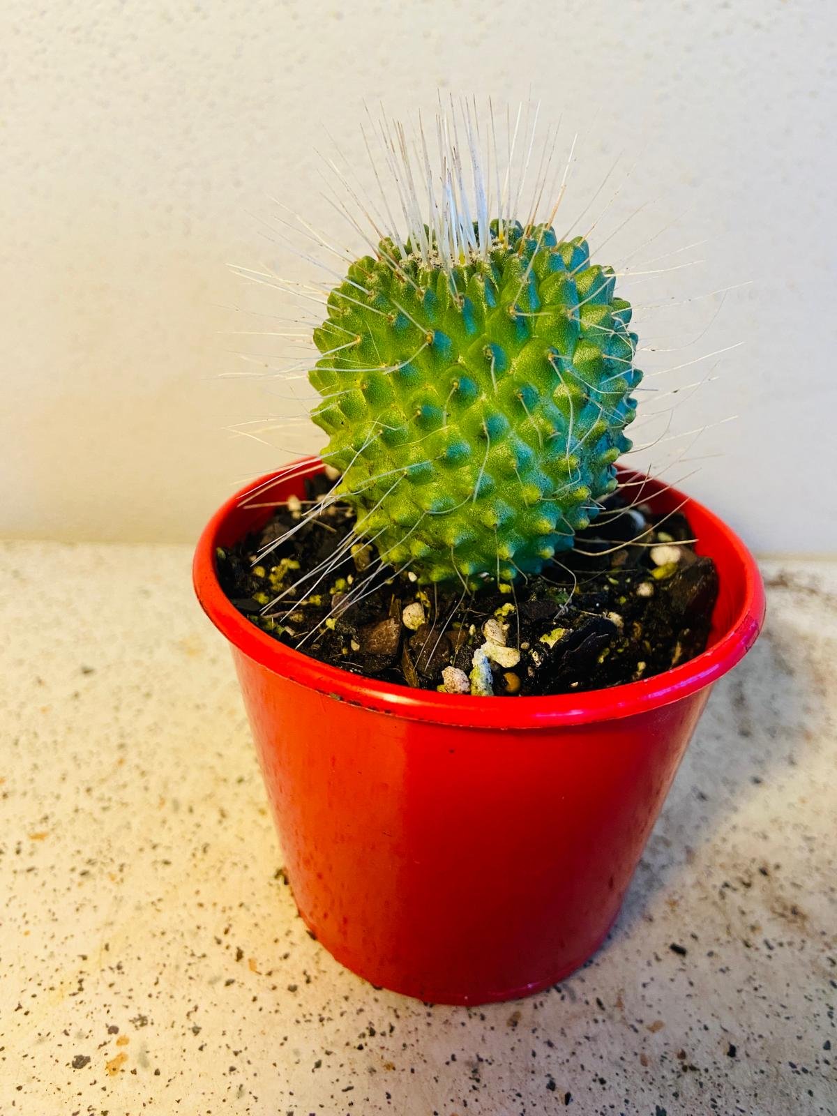 Cacti - Pincushion Cactus #55
