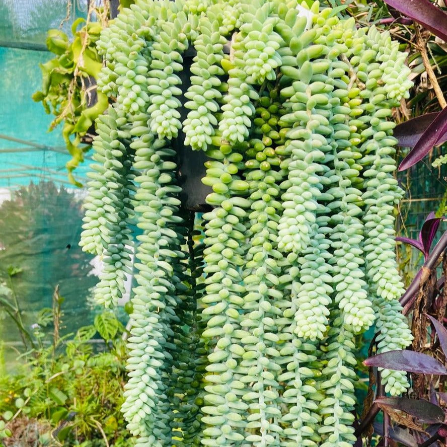 Sedum Burrito (Pre-Order)