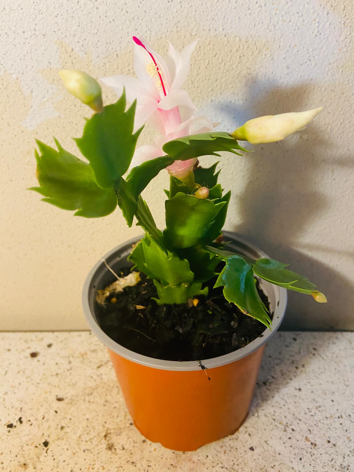 Cacti Zygocactus Cecilie