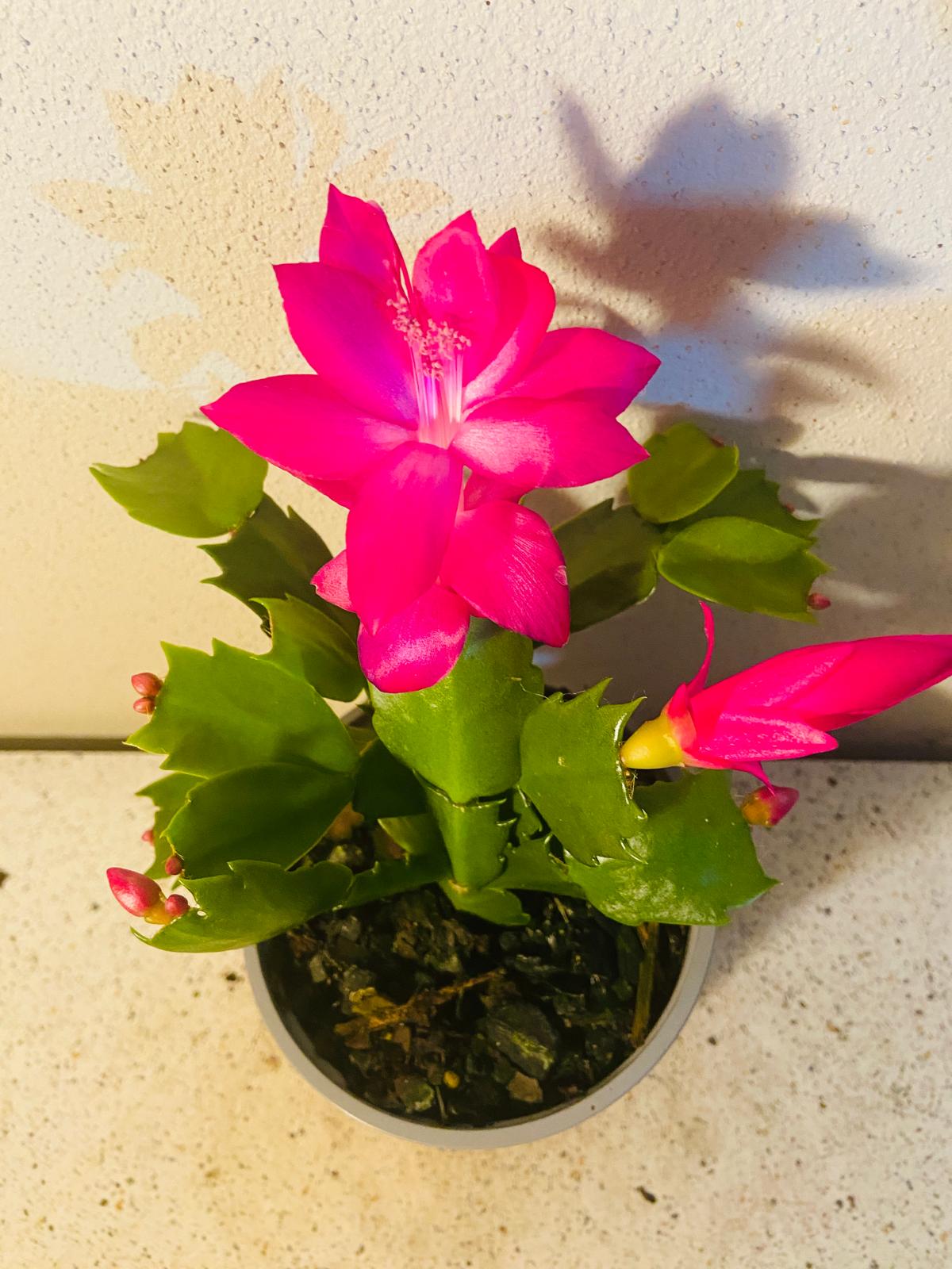 Cacti Zygocactus Sharon