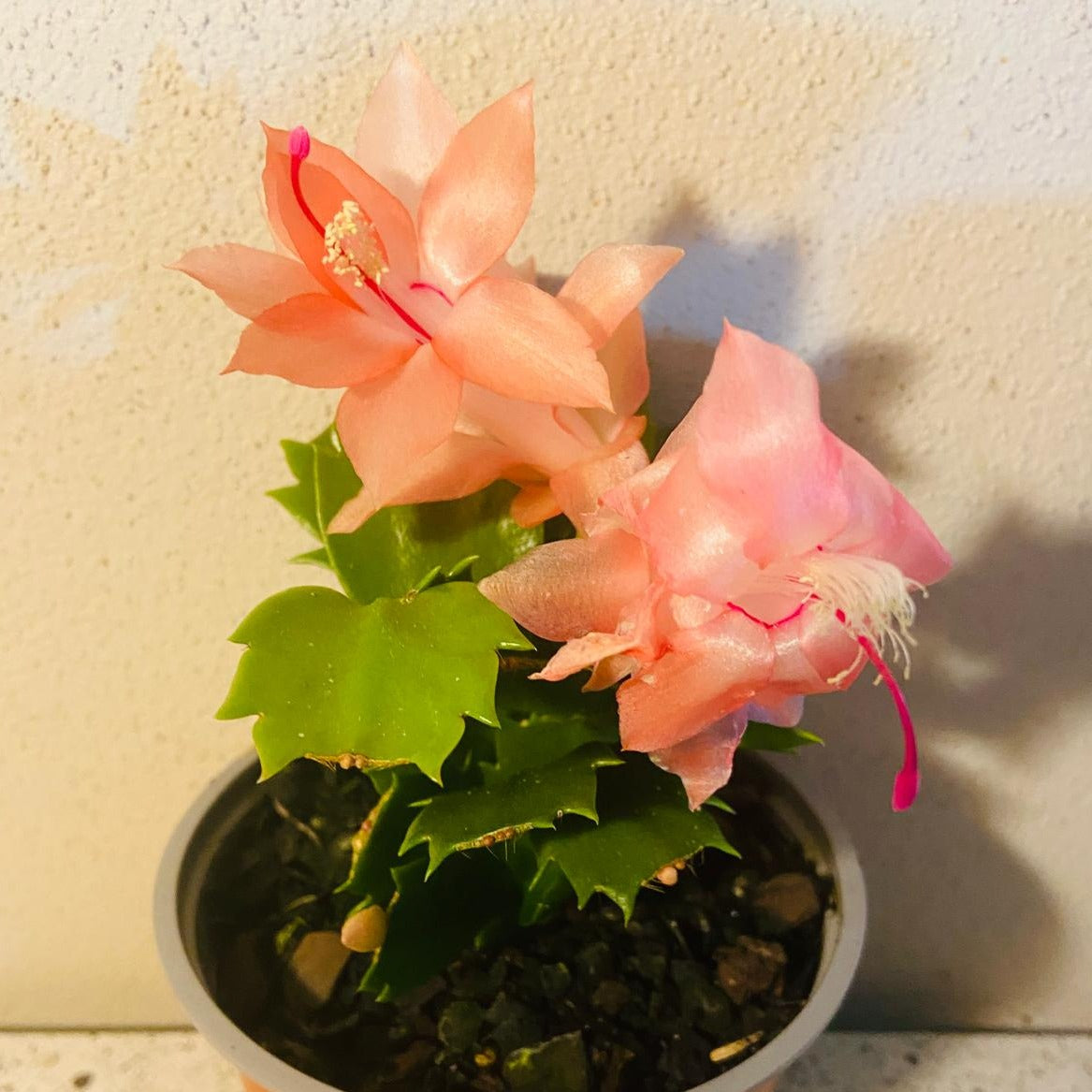 Cacti Zygocactus Freya