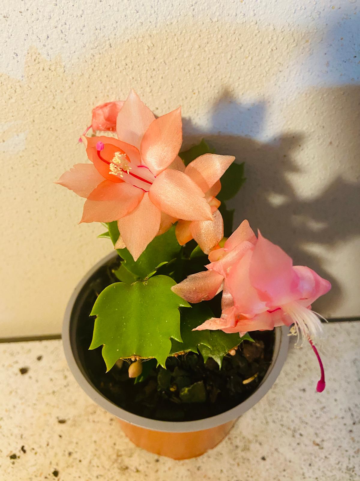 Cacti Zygocactus Freya