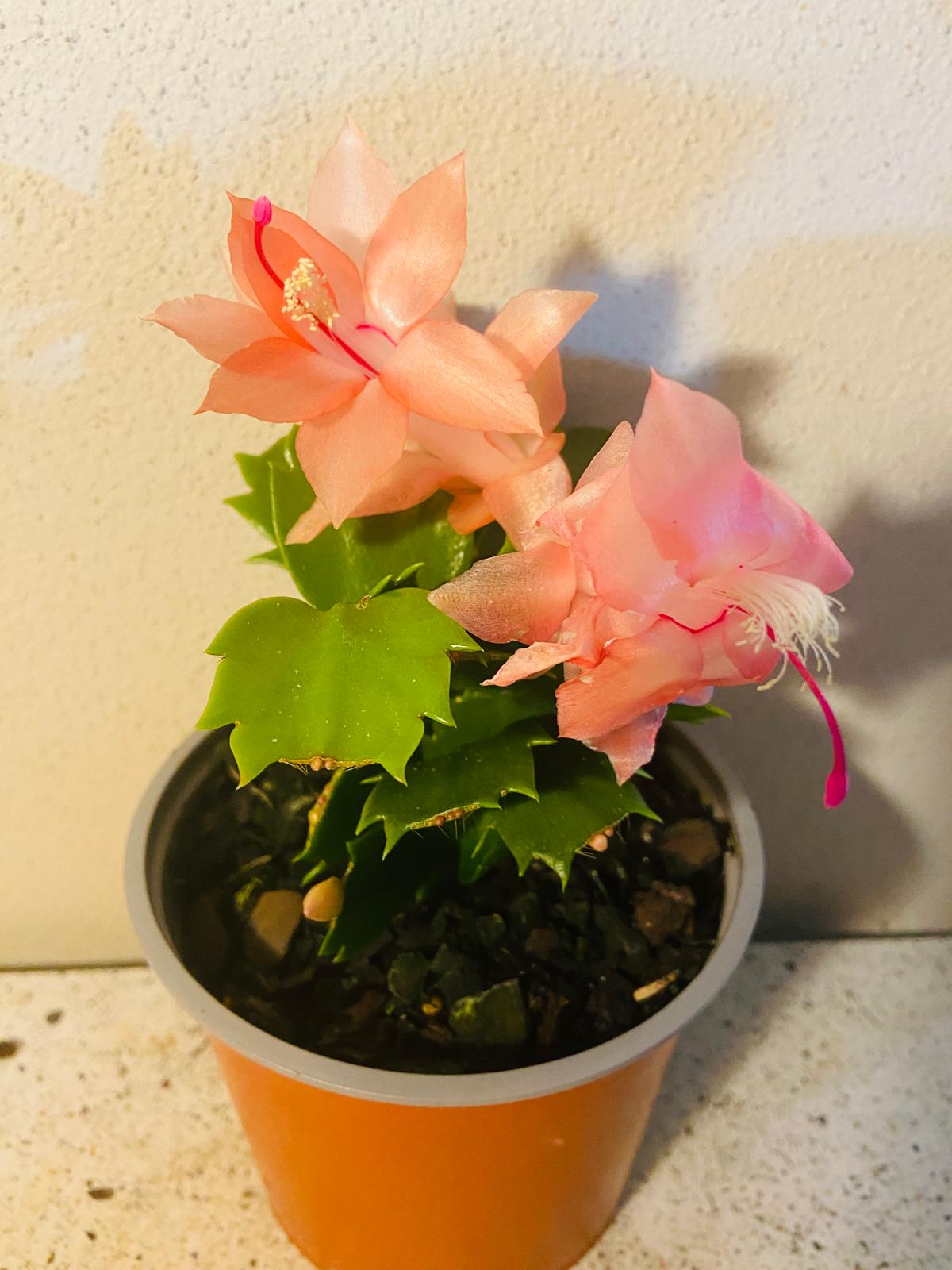 Cacti Zygocactus Freya