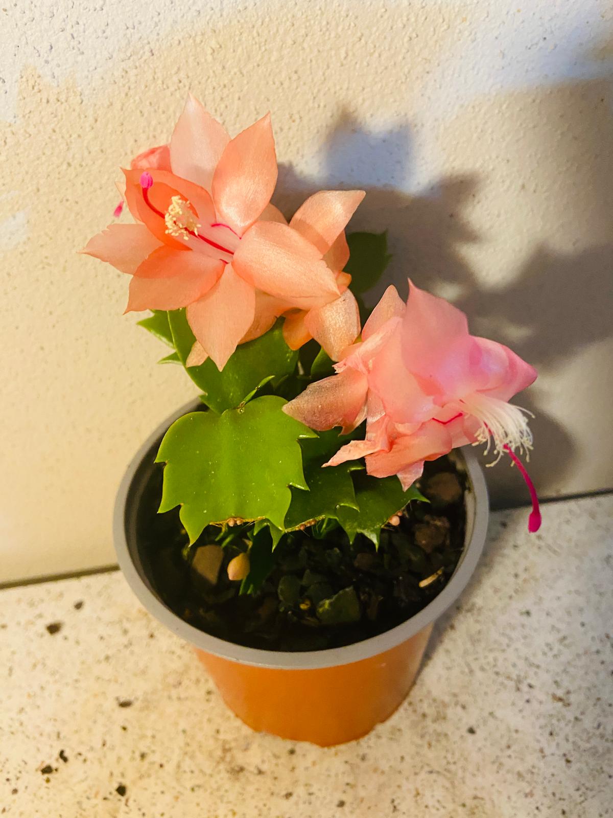 Cacti Zygocactus Freya