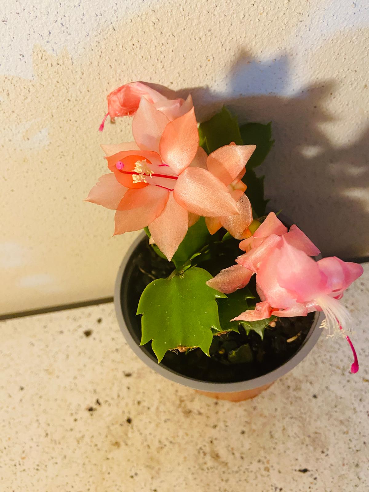 Cacti Zygocactus Freya