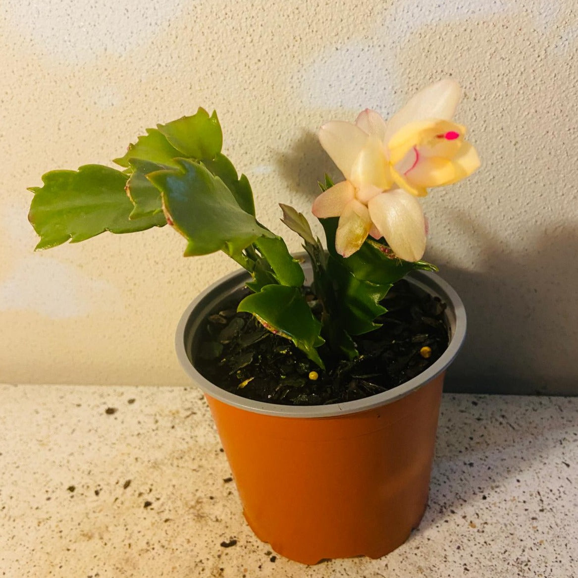 Cacti Zygocactus Sophia