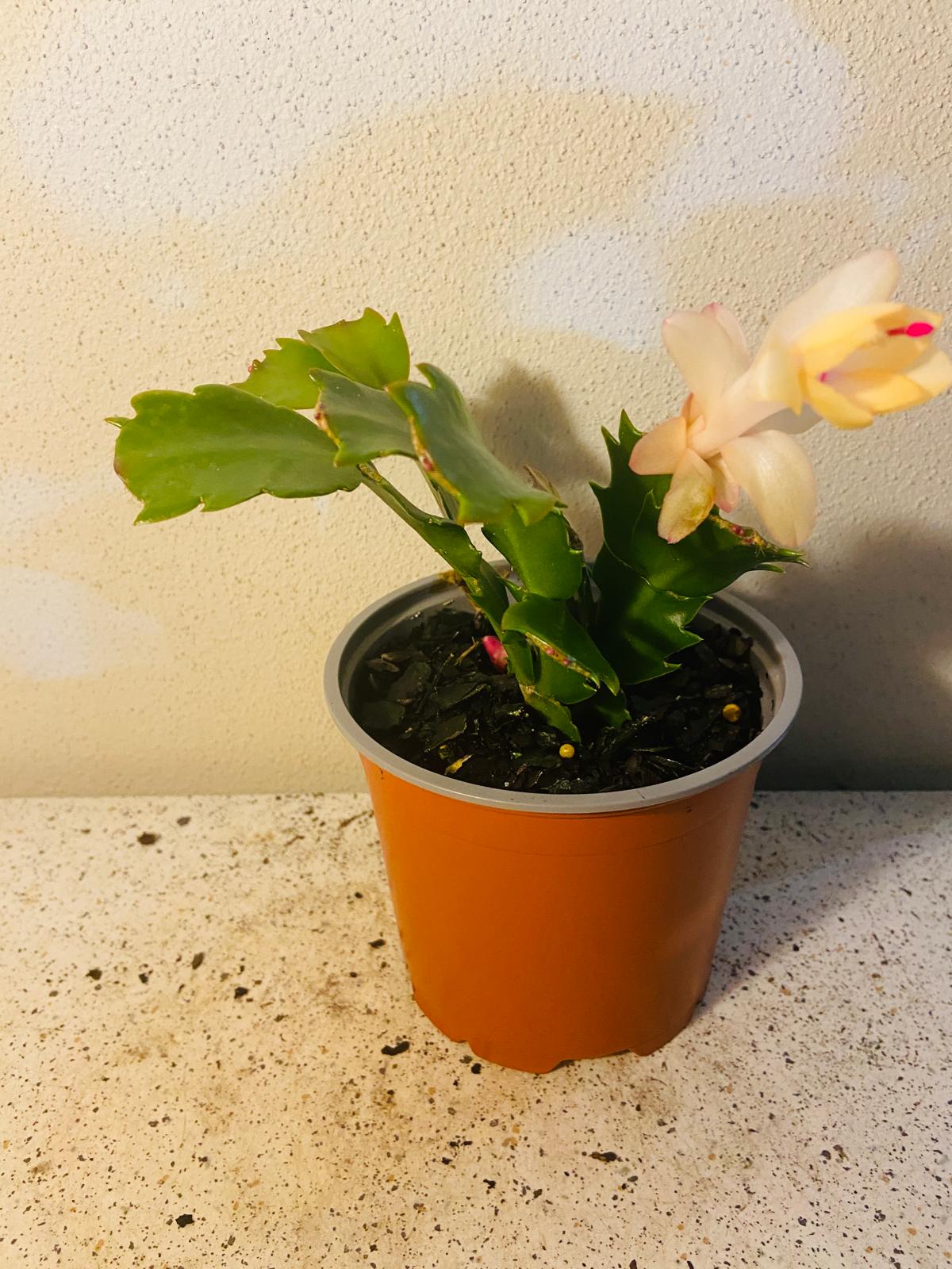 Cacti Zygocactus Sophia