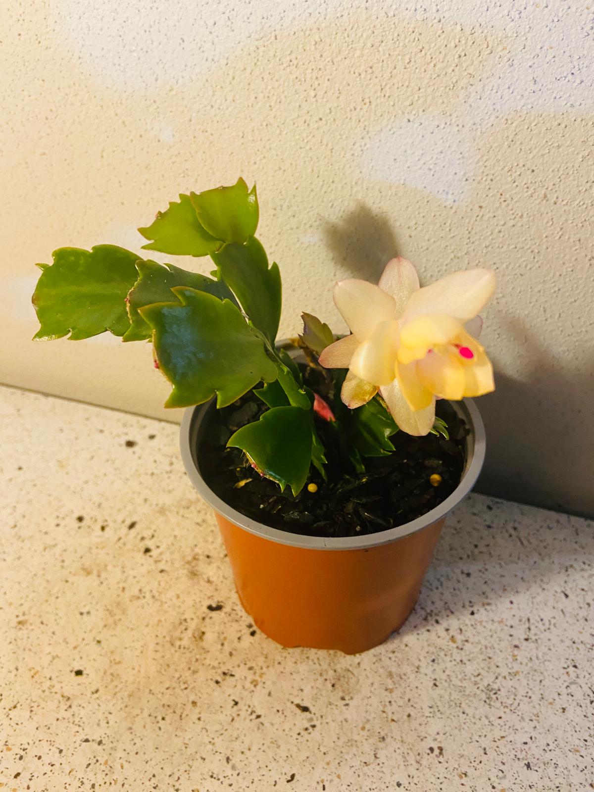 Cacti Zygocactus Sophia
